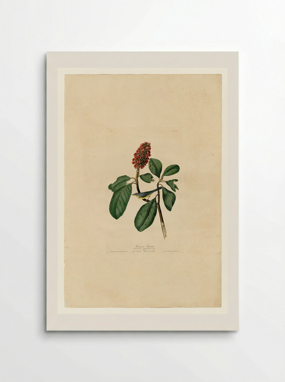 Plate 5. Bonaparte's Flycatcher - John James Audubon - Poster