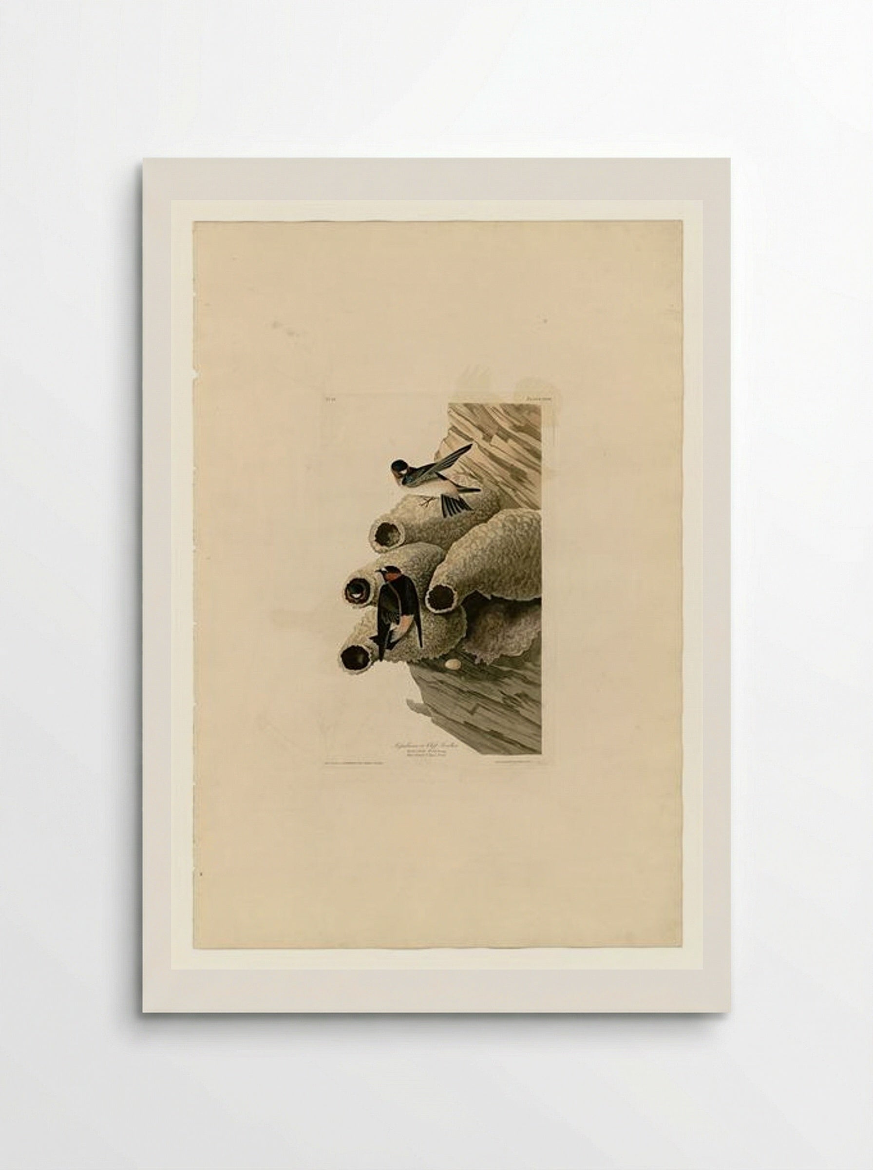 Plate 68 Republican or Cliff Swallow - John James Audubon - Poster