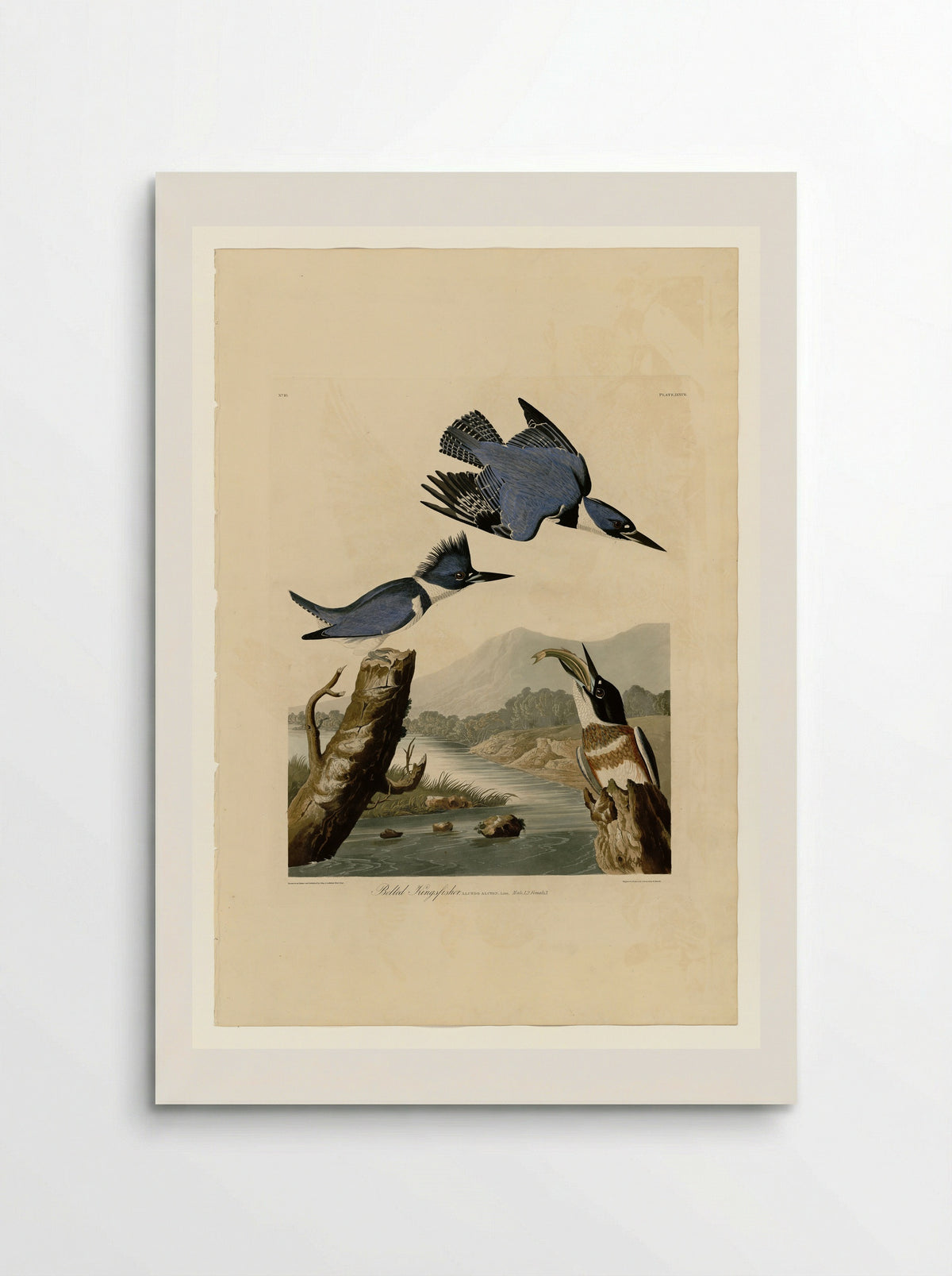 Plate 77 Belted Kingfisher - John James Audubon - Poster