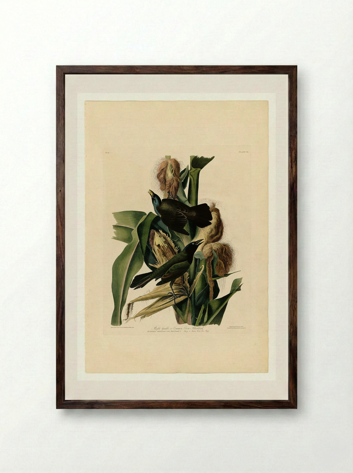 Plate 7. Purple Grakle or Common Crow Blackbird - John James Audubon - Framed Print Dark Wood