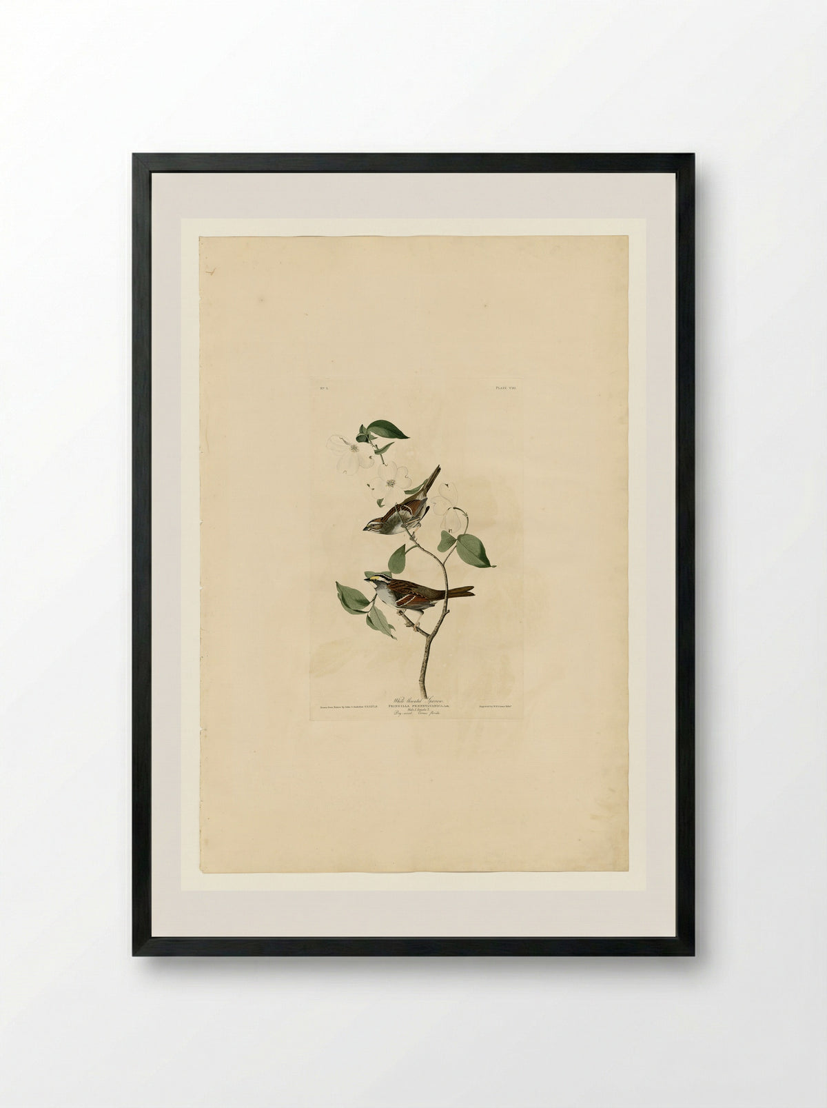 Plate 8 White-throated Sparrow - John James Audubon - Framed Print Black