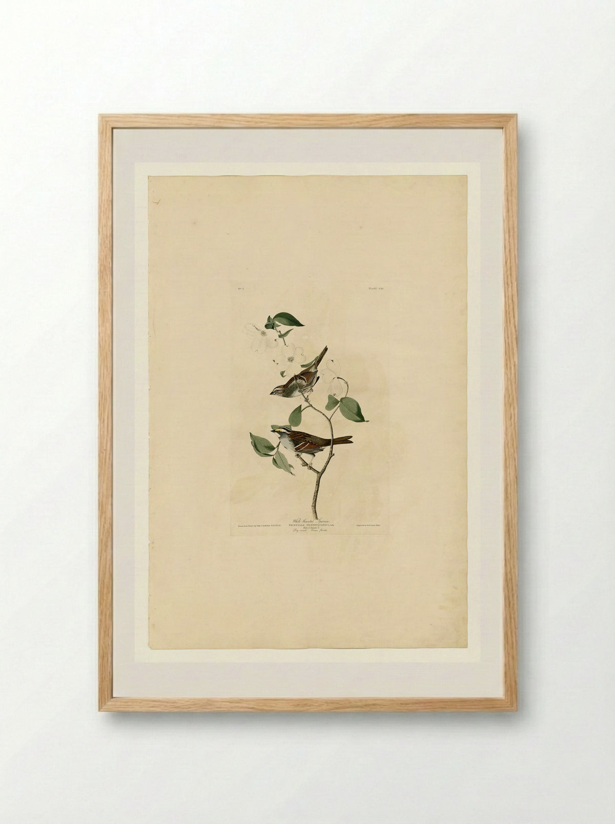 Plate 8 White-throated Sparrow - John James Audubon - Framed Print Wood