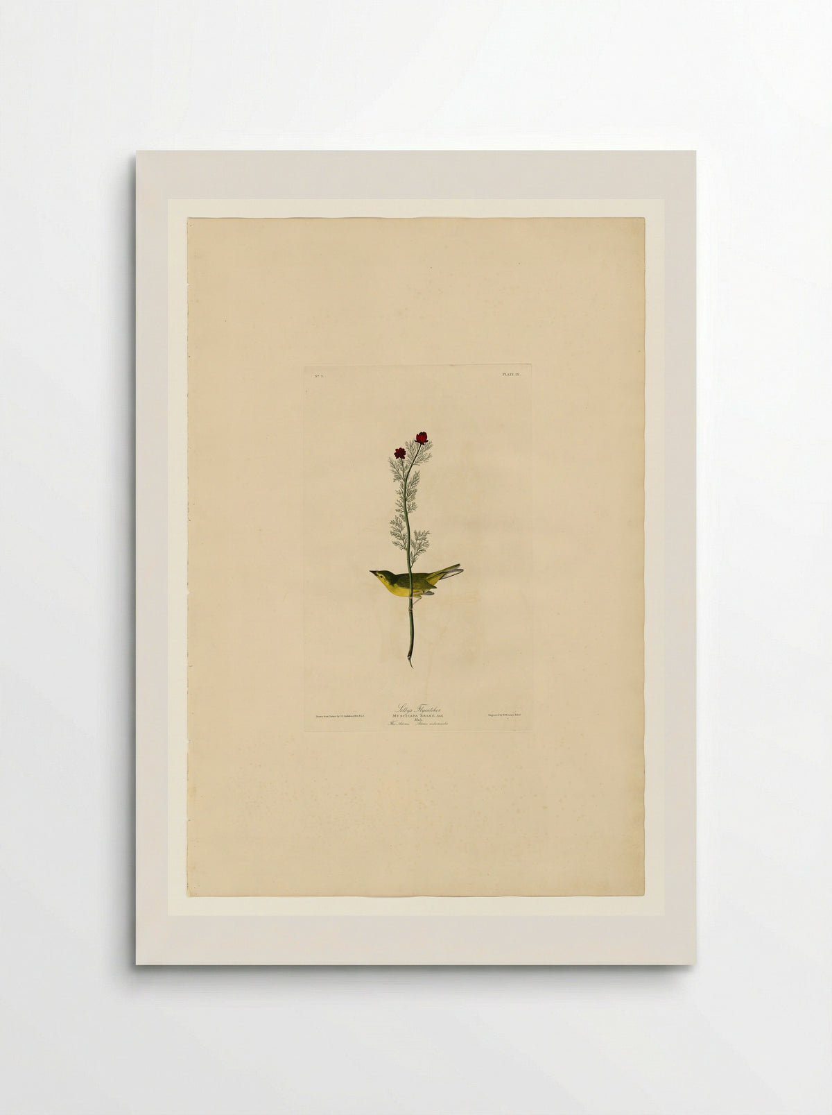 Plate 9, Selby's Flycatcher - John James Audubon - Poster