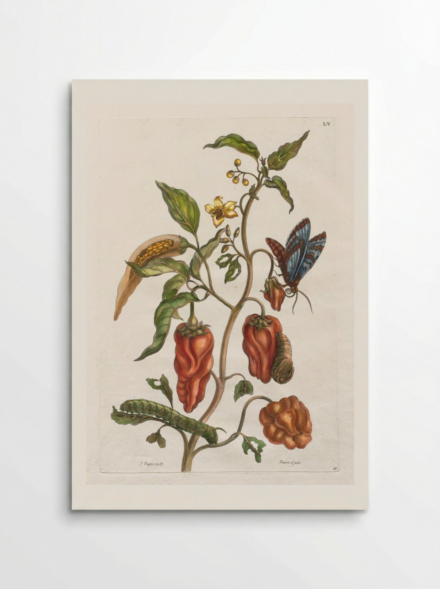 Poivre d'inde - Maria Sibylla Merian - Poster