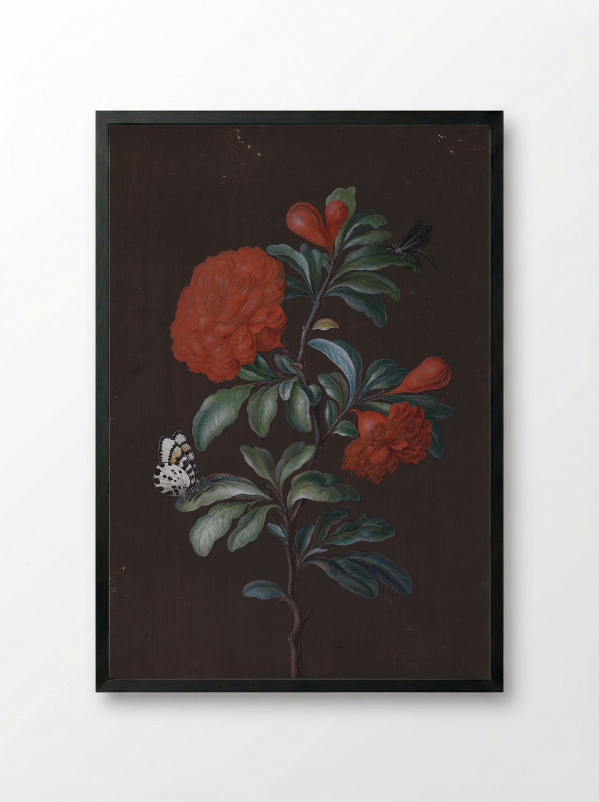 Pomegranate Flower with Insects - Barbara Regina Dietzsch - Framed Print Black