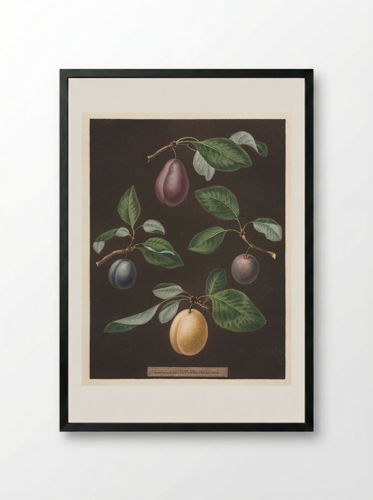 Pomona Britannica: No. 17 - Plums - George Brookshaw - Framed Print Black