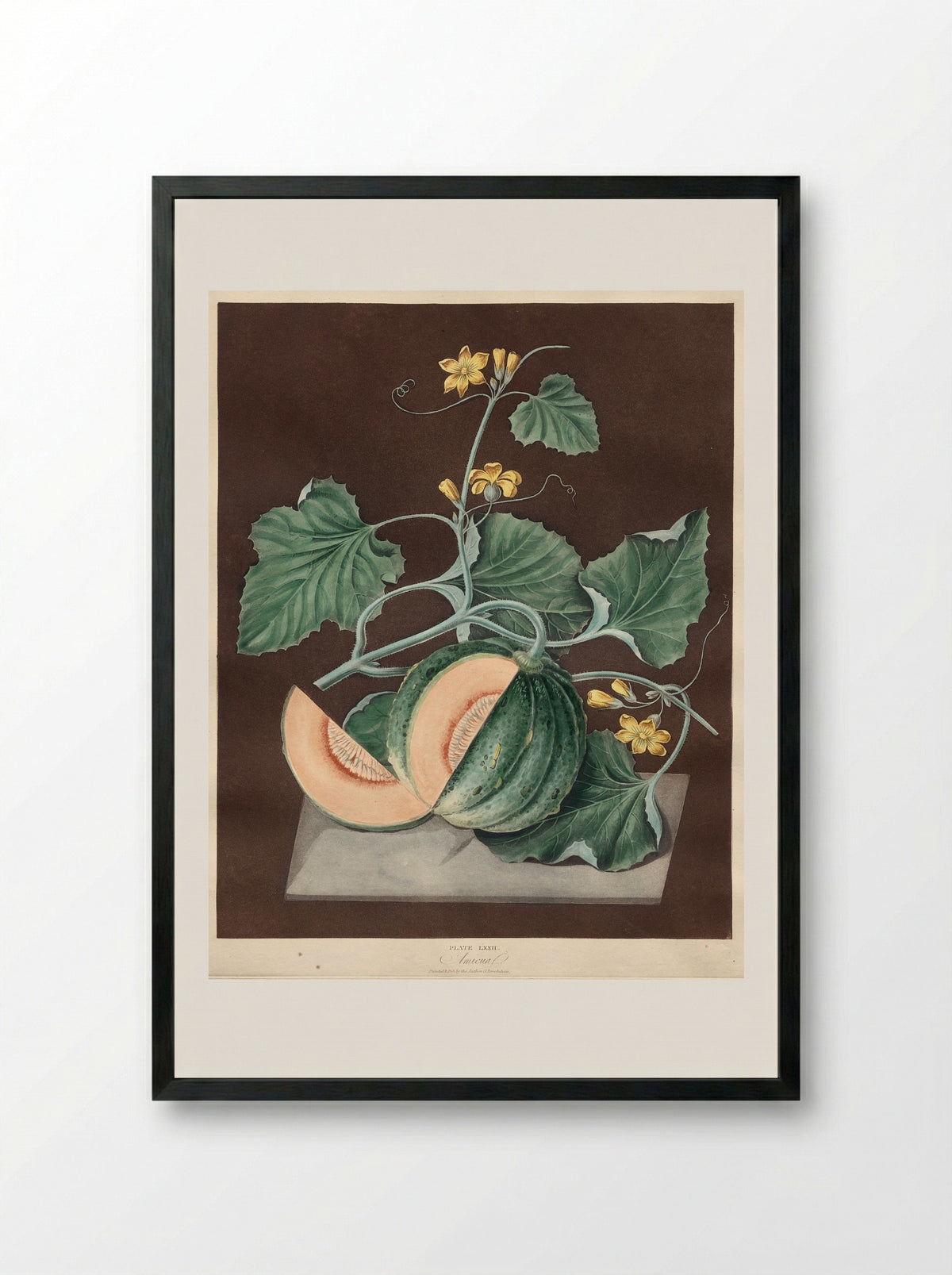 Pomona Britannica: No. 72 - Amicua (Melon) - George Brookshaw - Framed Print Black