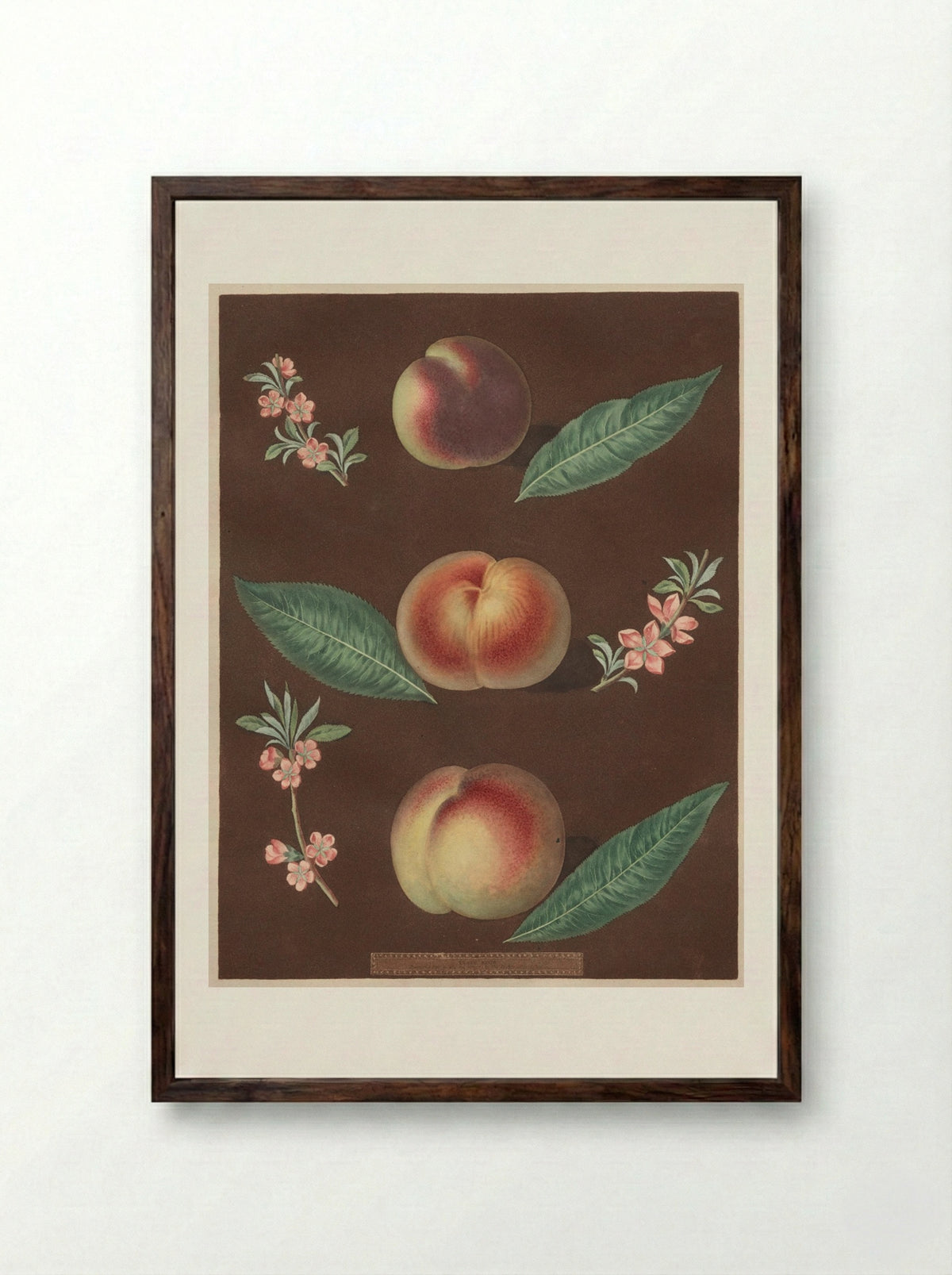 Pomona Britannica: No. 33 - Peaches - George Brookshaw - Framed Print Dark Wood