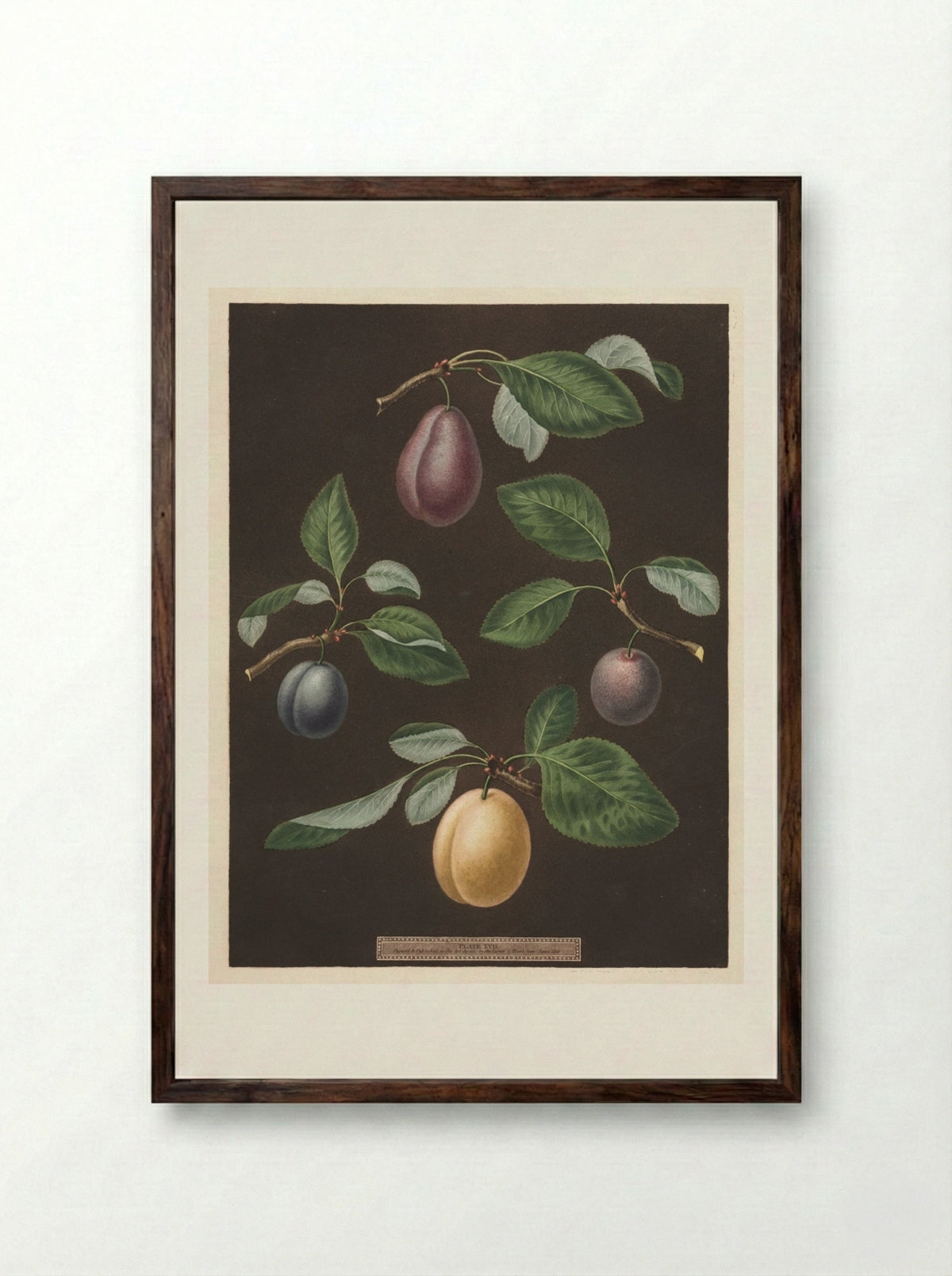 Pomona Britannica: No. 17 - Plums - George Brookshaw - Framed Print Dark Wood