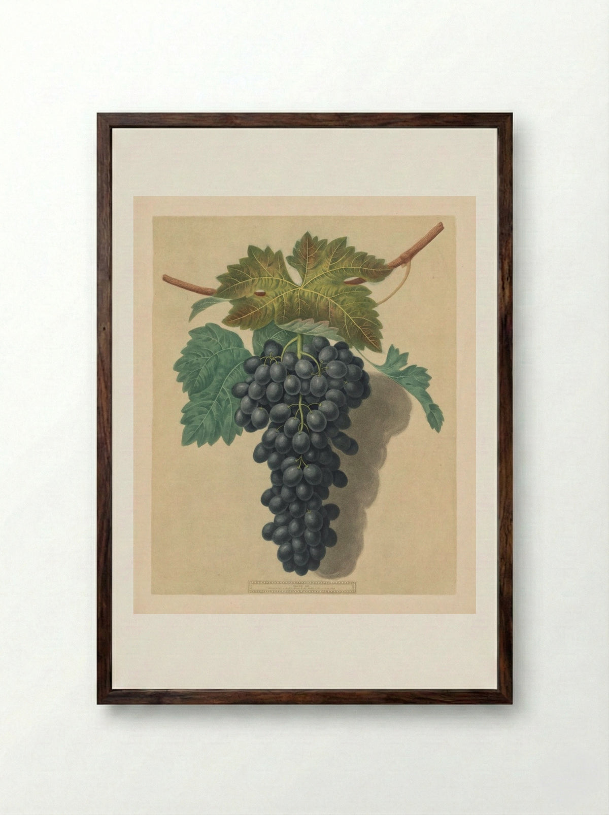 Pomona Britannica: No. 52 - Black Prince Grape - George Brookshaw - Framed Print Dark Wood
