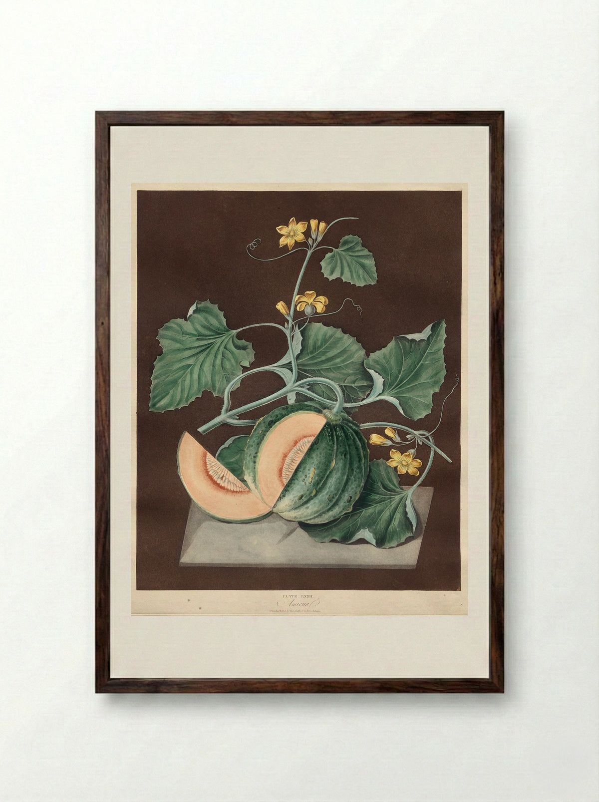 Pomona Britannica: No. 72 - Amicua (Melon) - George Brookshaw - Framed Print Dark Wood