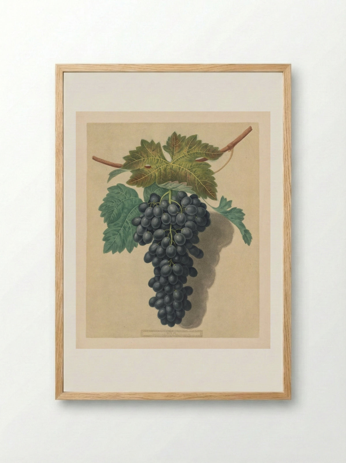 Pomona Britannica: No. 52 - Black Prince Grape - George Brookshaw - Framed Print Wood