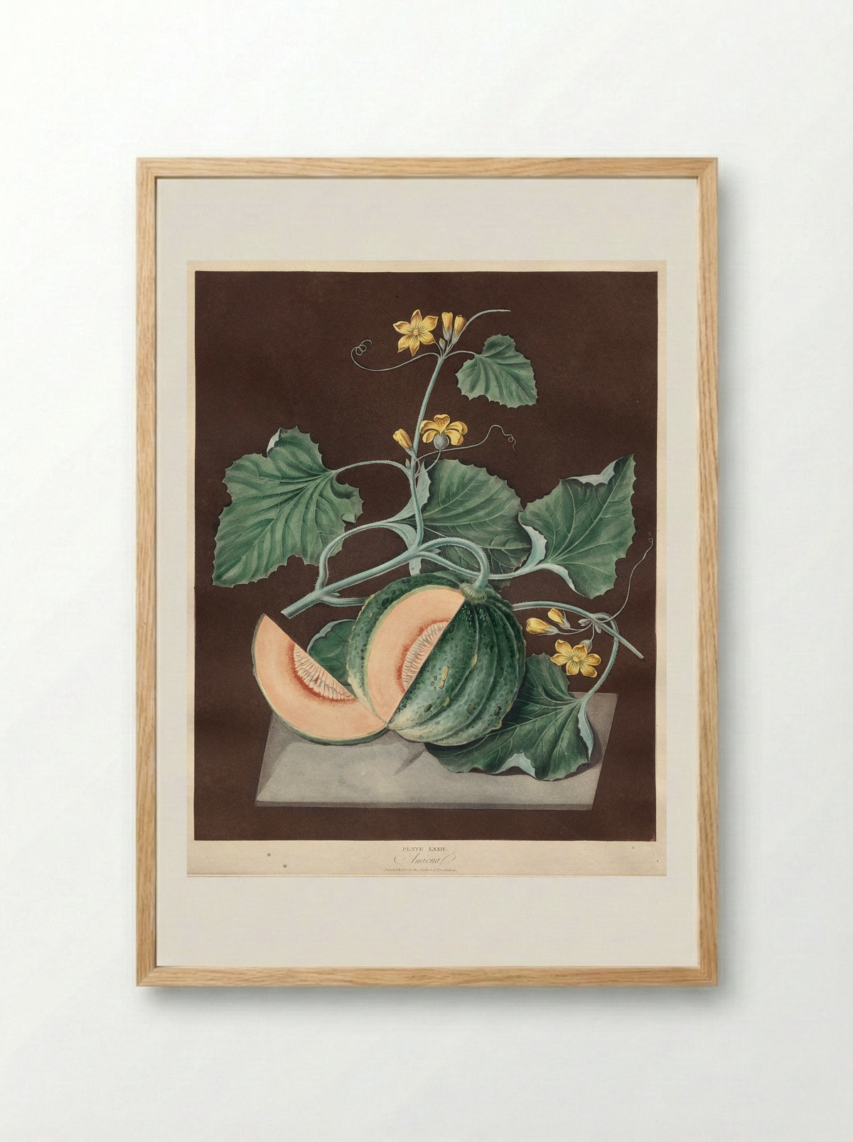 Pomona Britannica: No. 72 - Amicua (Melon) - George Brookshaw - Framed Print Wood