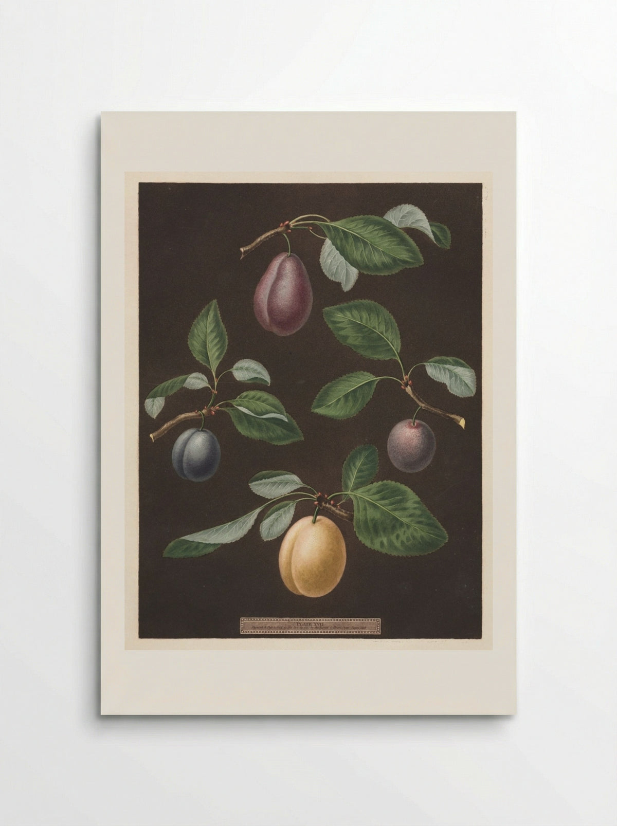 Pomona Britannica: No. 17 - Plums - George Brookshaw - Poster
