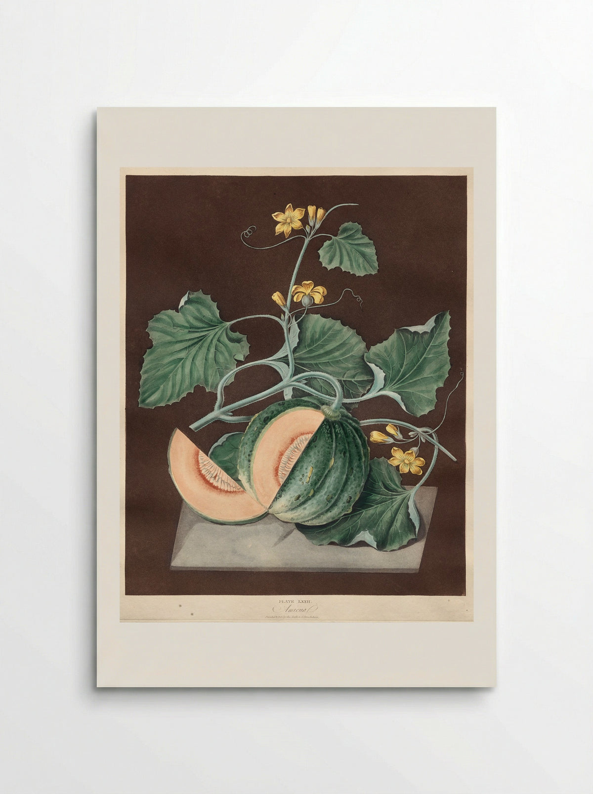Pomona Britannica: No. 72 - Amicua (Melon) - George Brookshaw - Poster