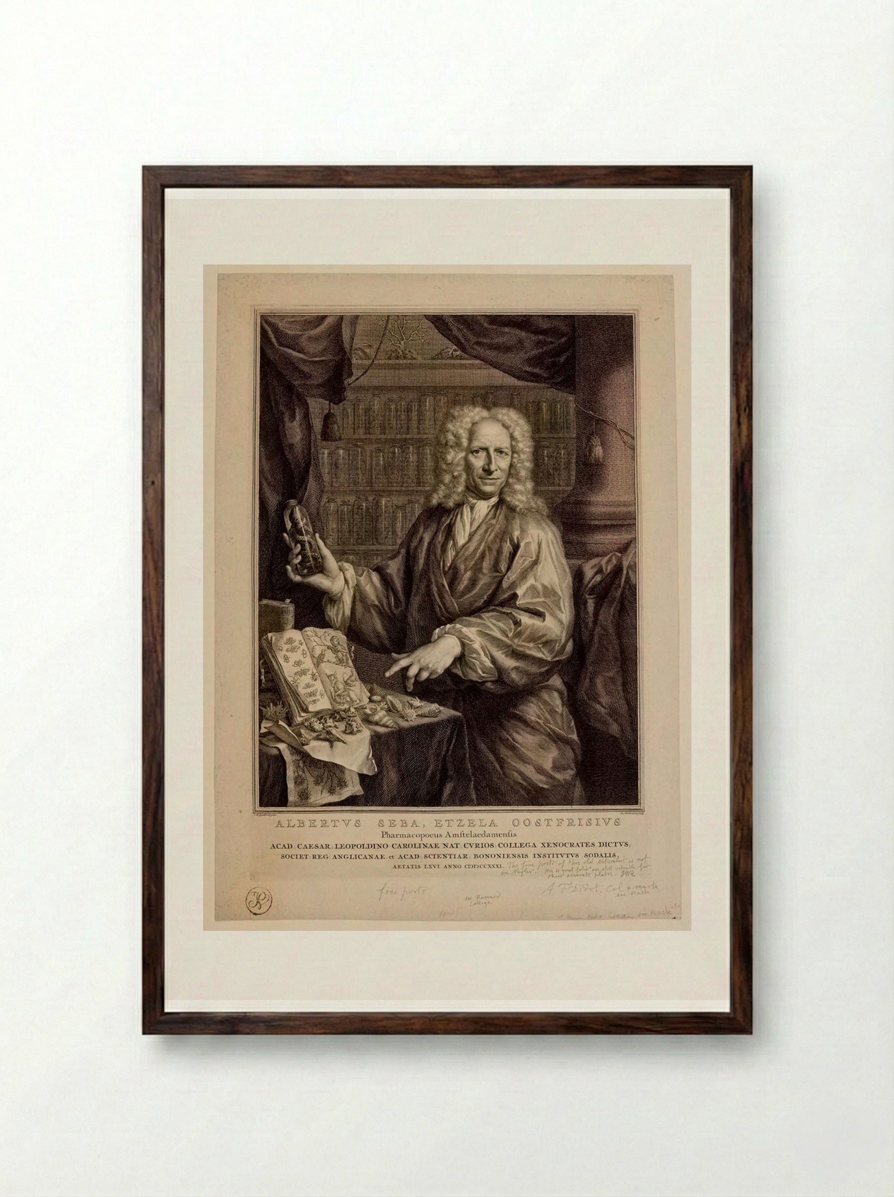 Portrait of Albertus Seba - Jacobus Houbraken - Framed Print Dark Wood