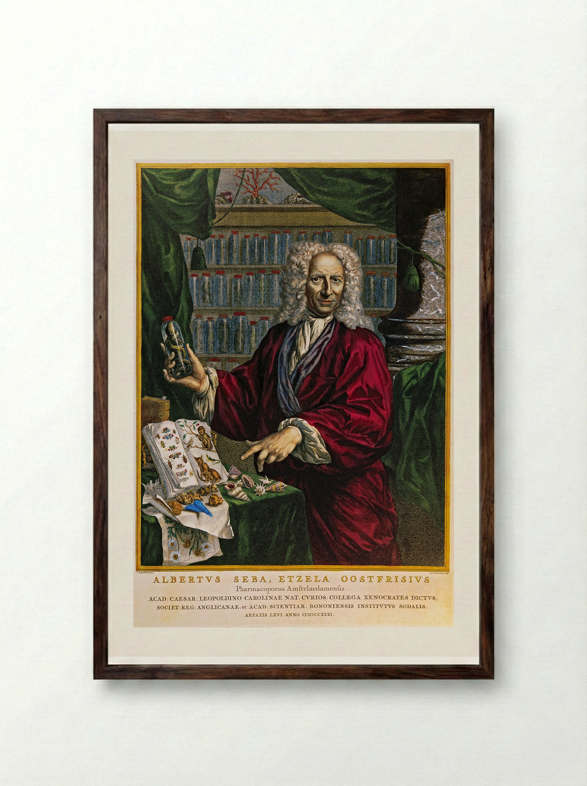 Portrait of Albertus Seba - Jacobus Houbraken - Framed Print Dark Wood