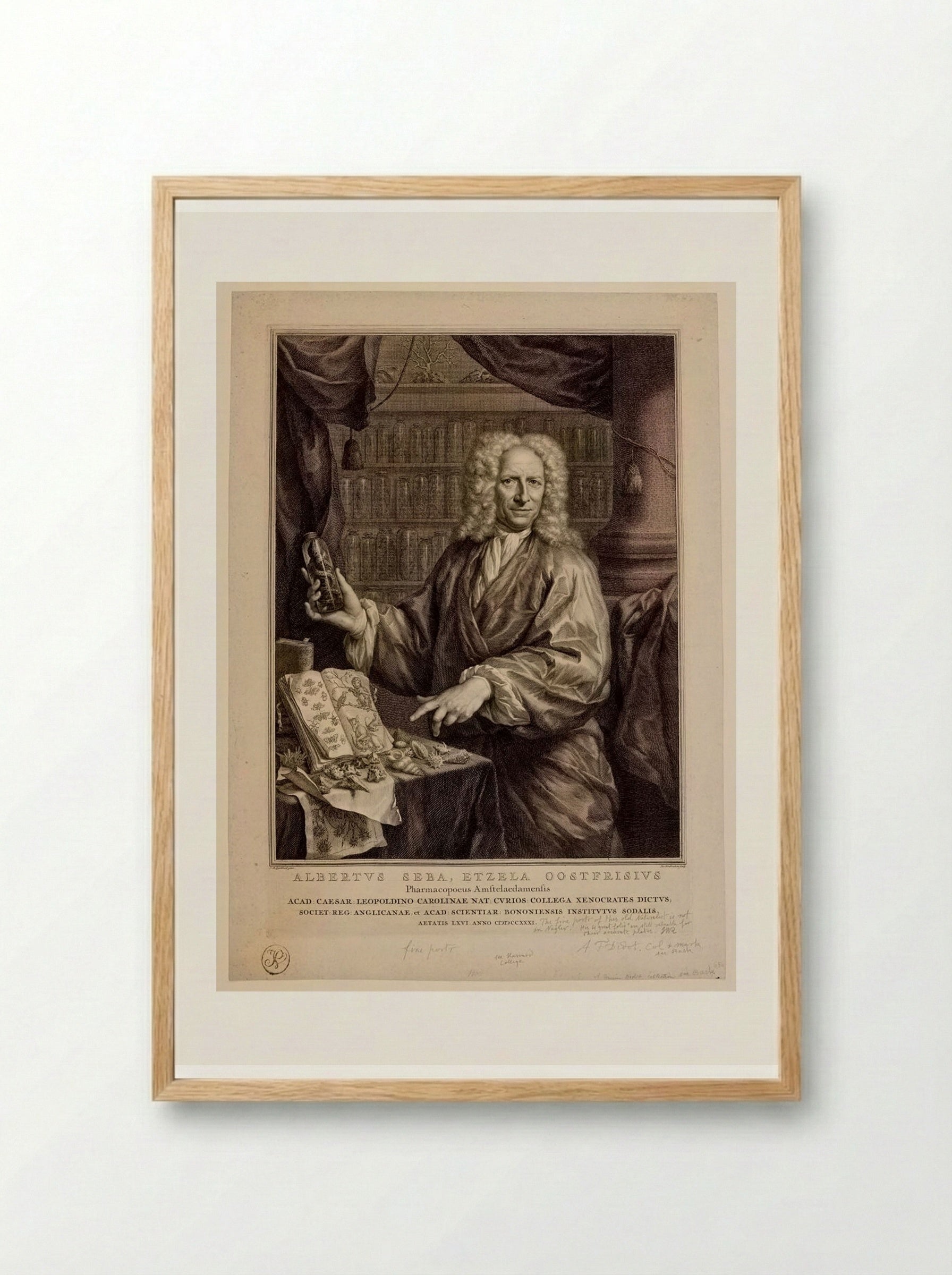 Portrait of Albertus Seba - Jacobus Houbraken - Framed Print Wood