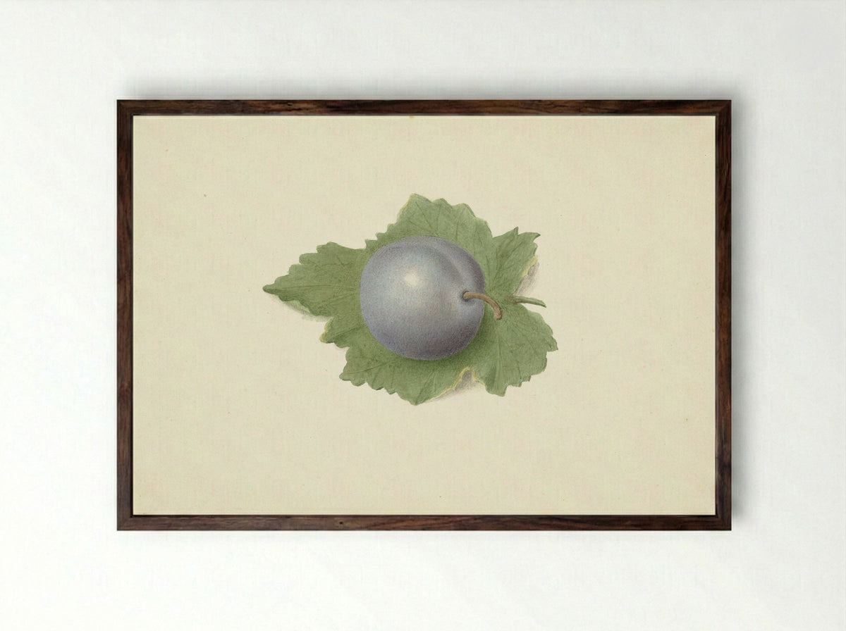 Pruim op een blad (Plum on a Leaf) - Elisabeth Geertruida van de Kasteele - Framed Print Dark Wood