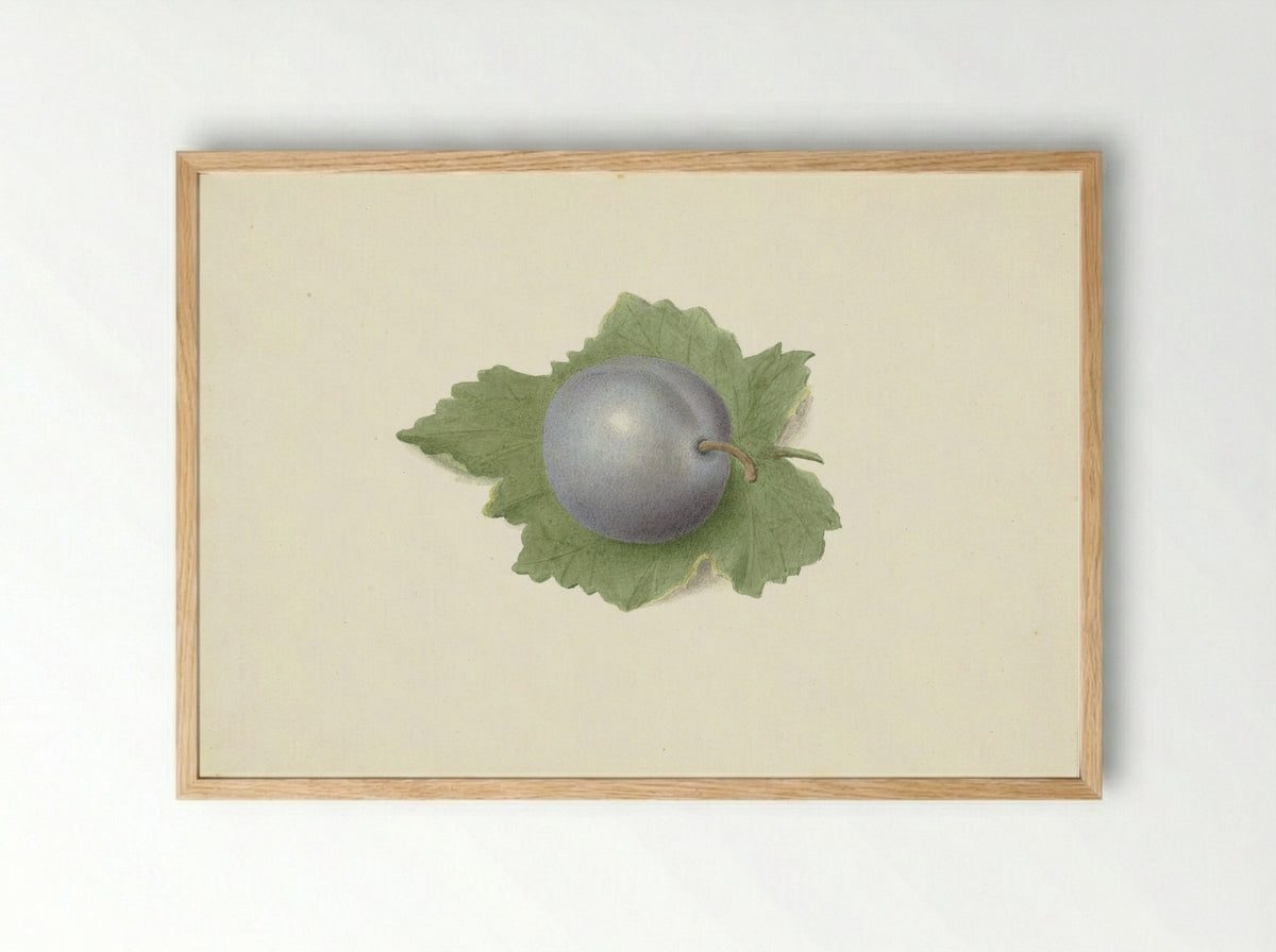 Pruim op een blad (Plum on a Leaf) - Elisabeth Geertruida van de Kasteele - Framed Print Wood