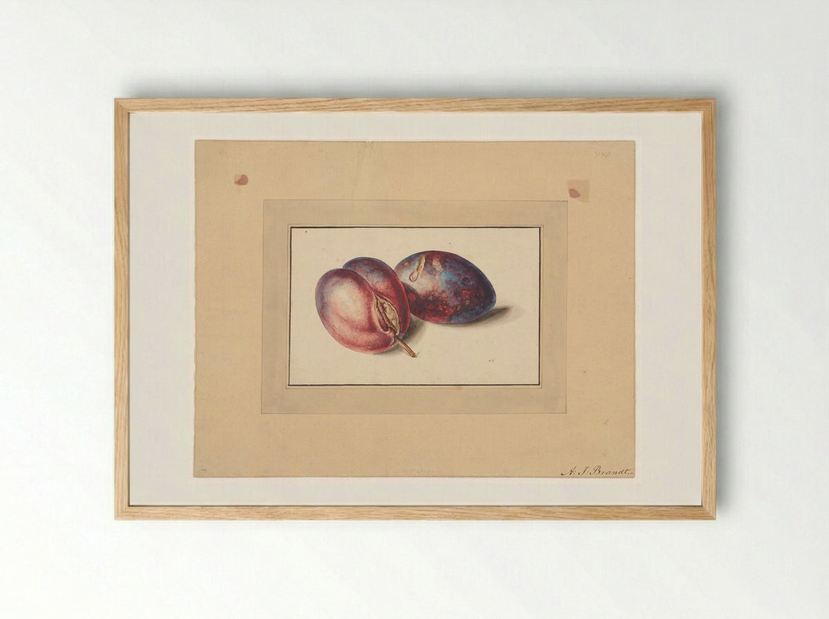 Pruimen (Plums) - Albertus Jonas Brandt - Framed Print Wood