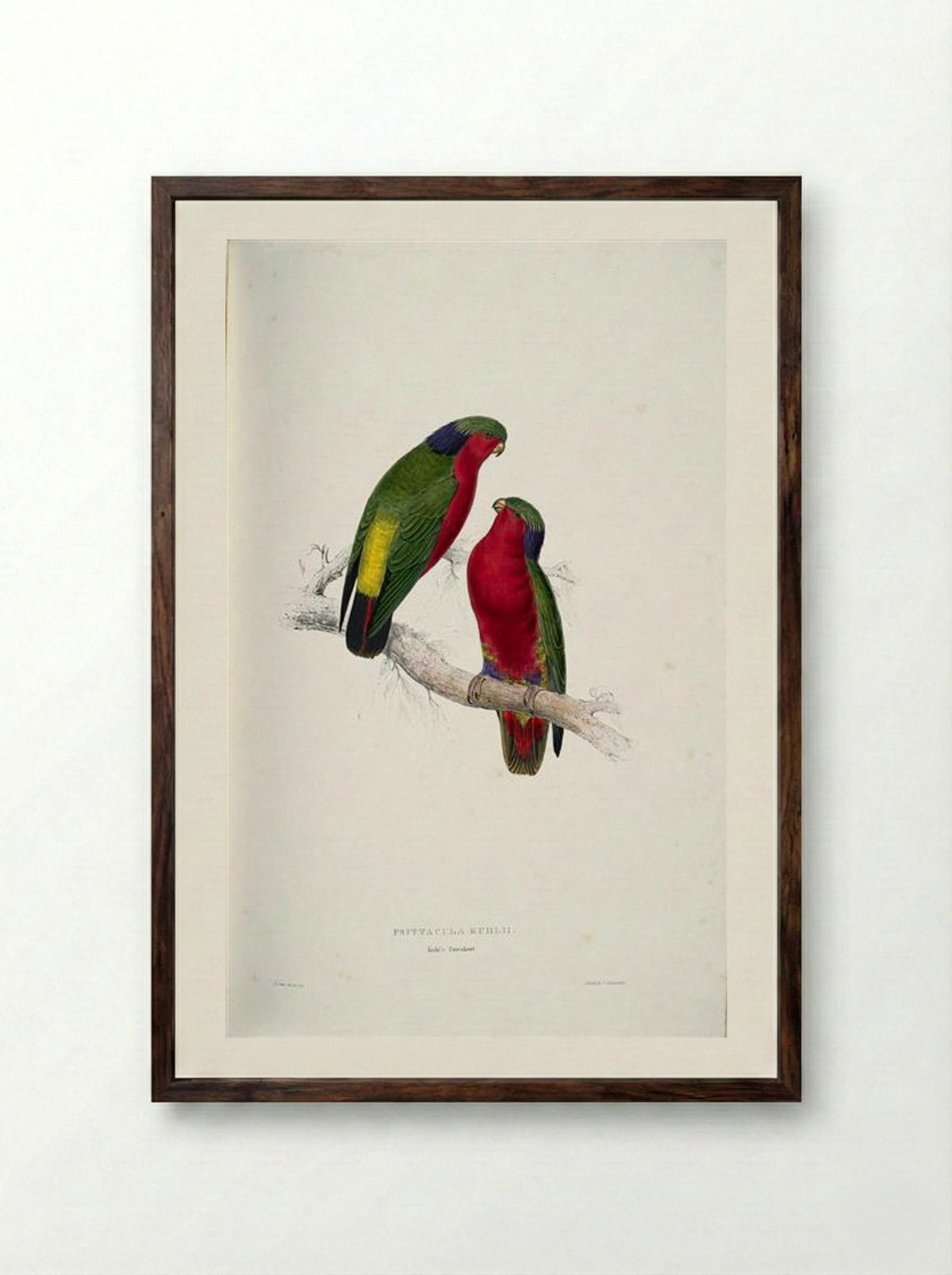 Psittacula kuhlii (Kuhl's Lorikeets) - Edward Lear - Framed Print Dark Wood
