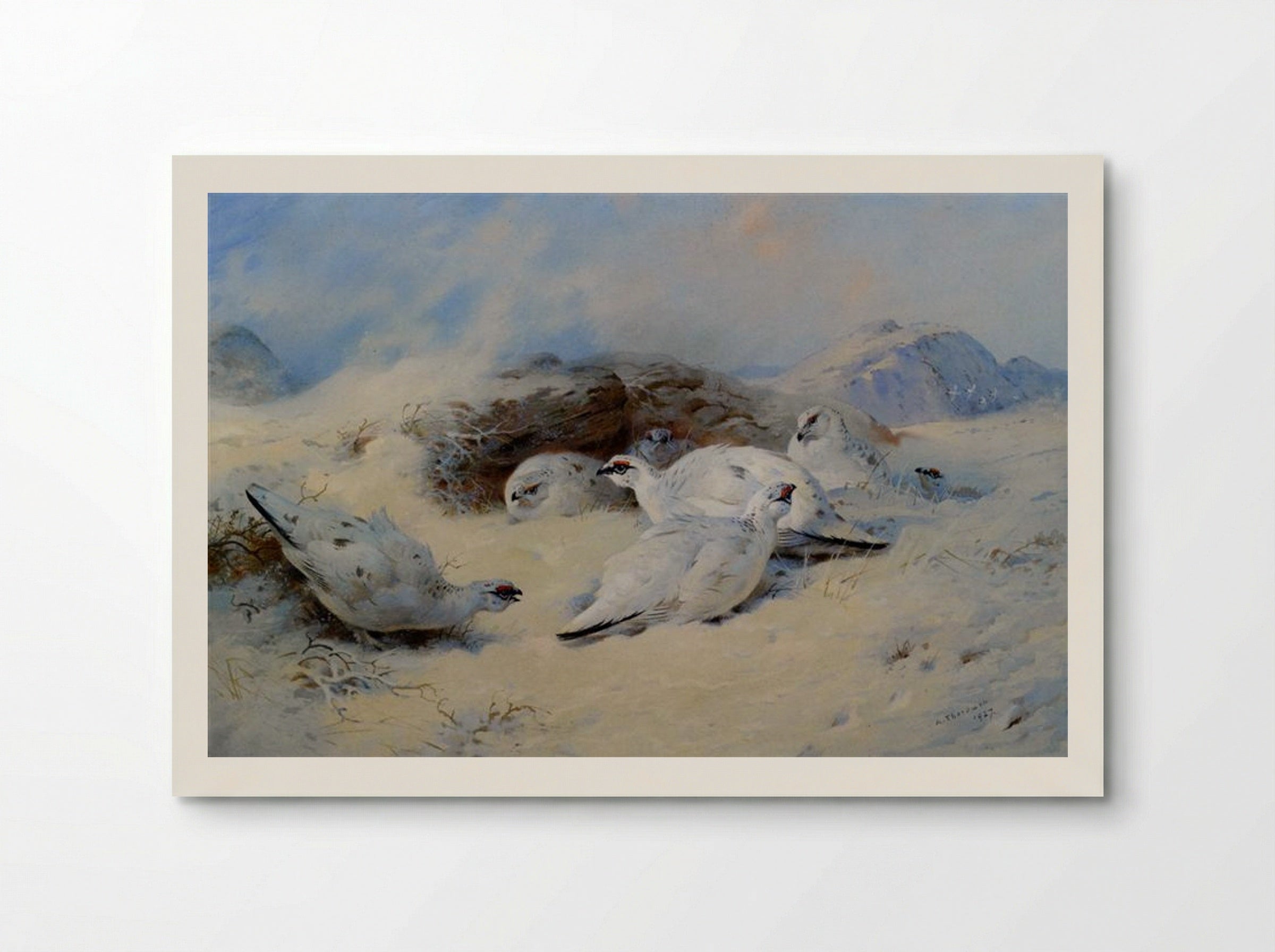 Ptarmigan Seeking Shelter - Archibald Thorburn - Poster
