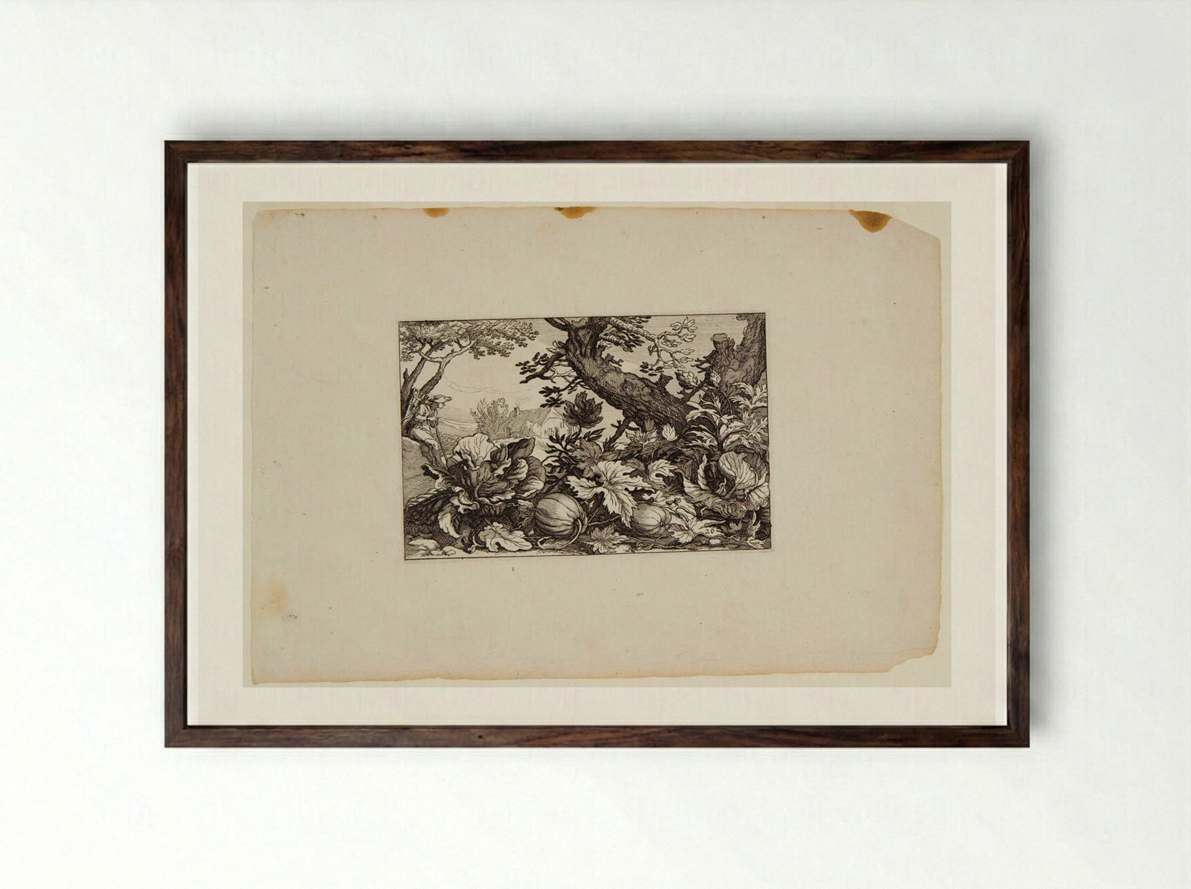 Pumpkins - Claes Jansz. Visscher - Framed Print Dark Wood