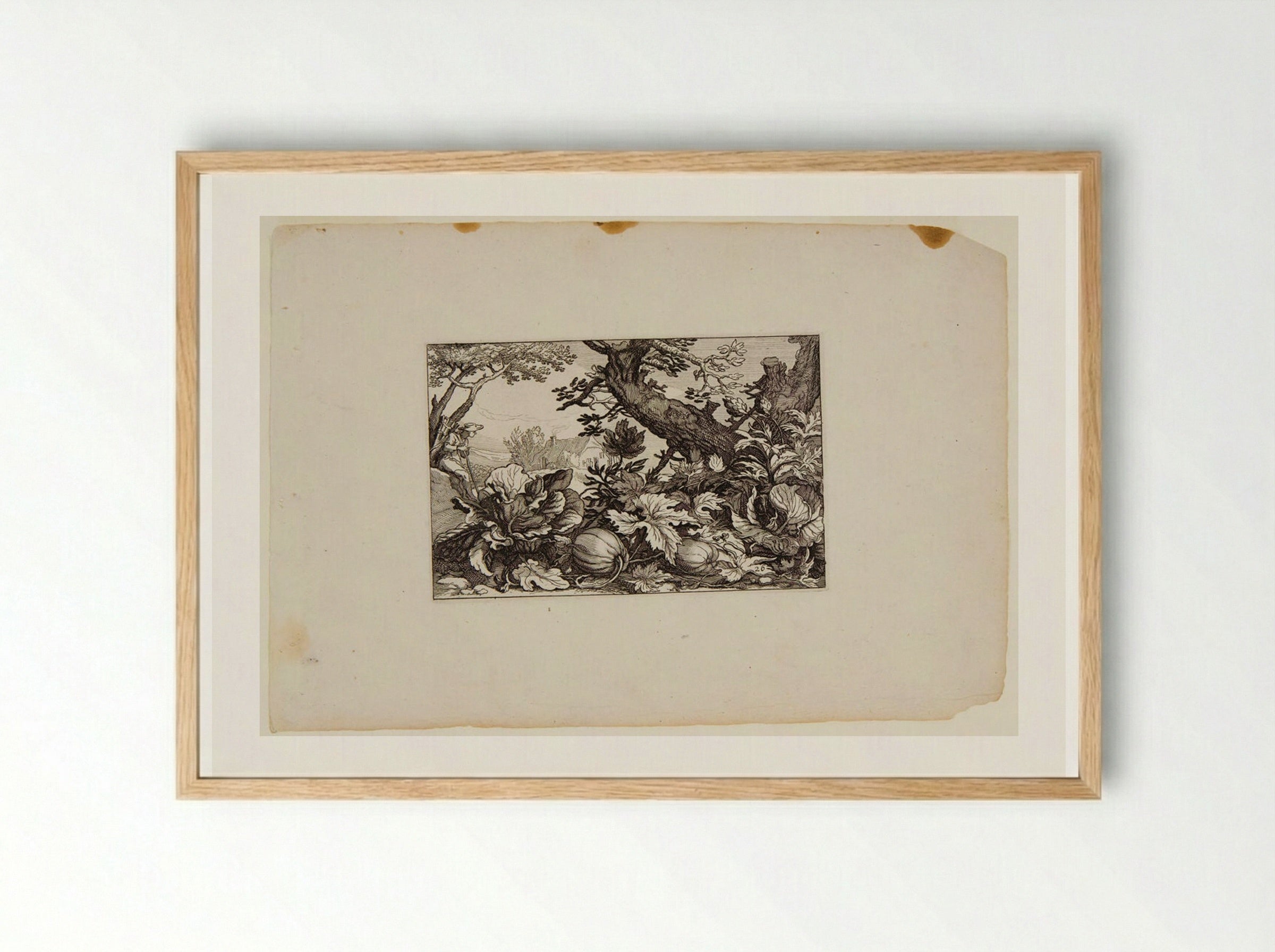 Pumpkins - Claes Jansz. Visscher - Framed Print Wood