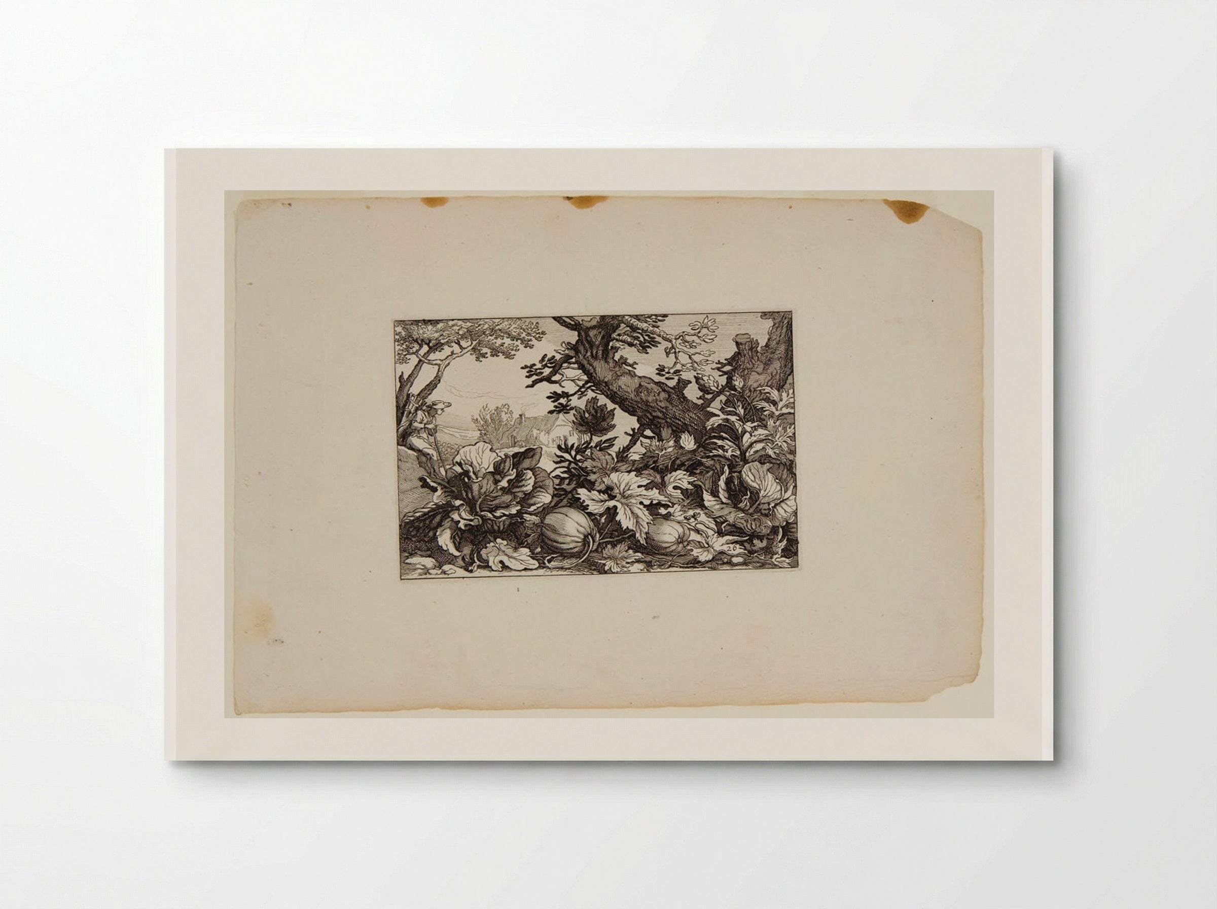Pumpkins - Claes Jansz. Visscher - Poster