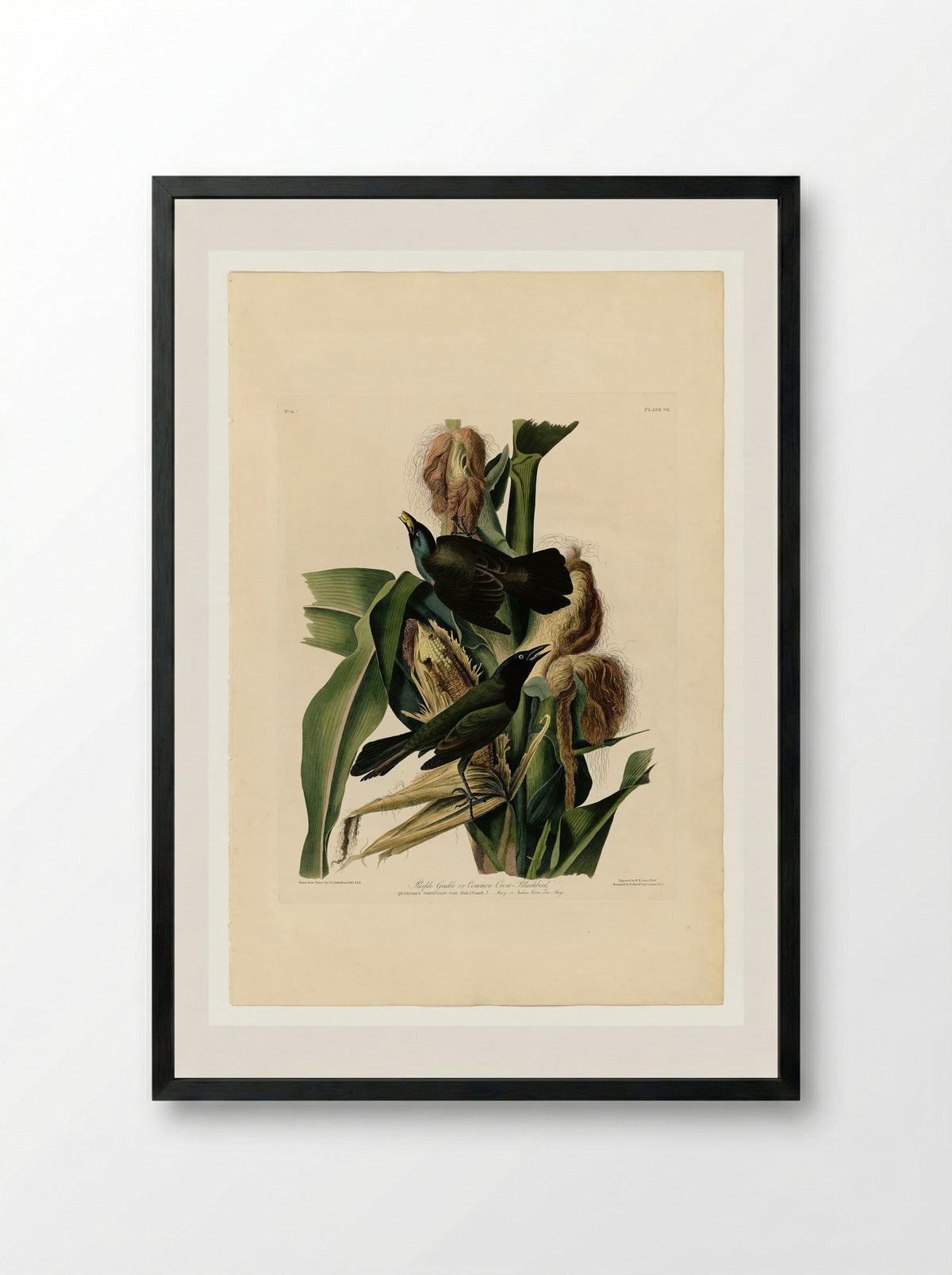 Purple Grackle or Common Crow Blackbird - John James Audubon - Framed Print Black
