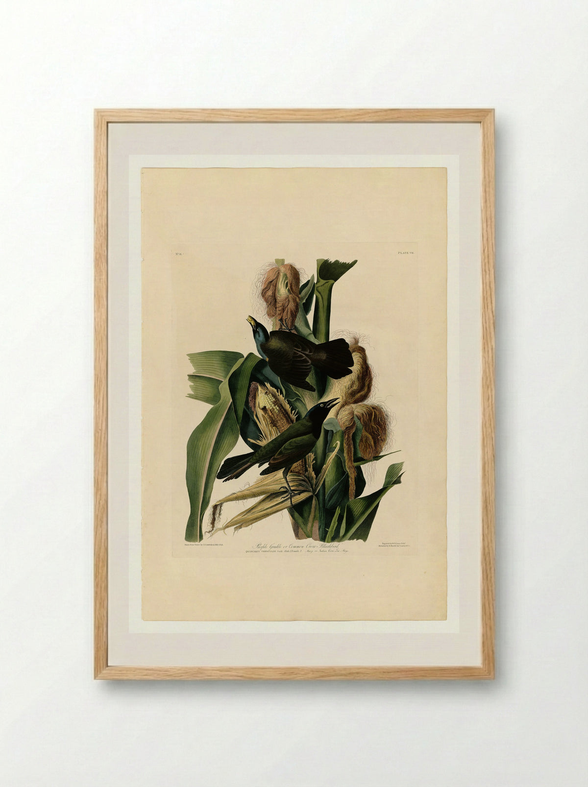 Purple Grackle or Common Crow Blackbird - John James Audubon - Framed Print Wood