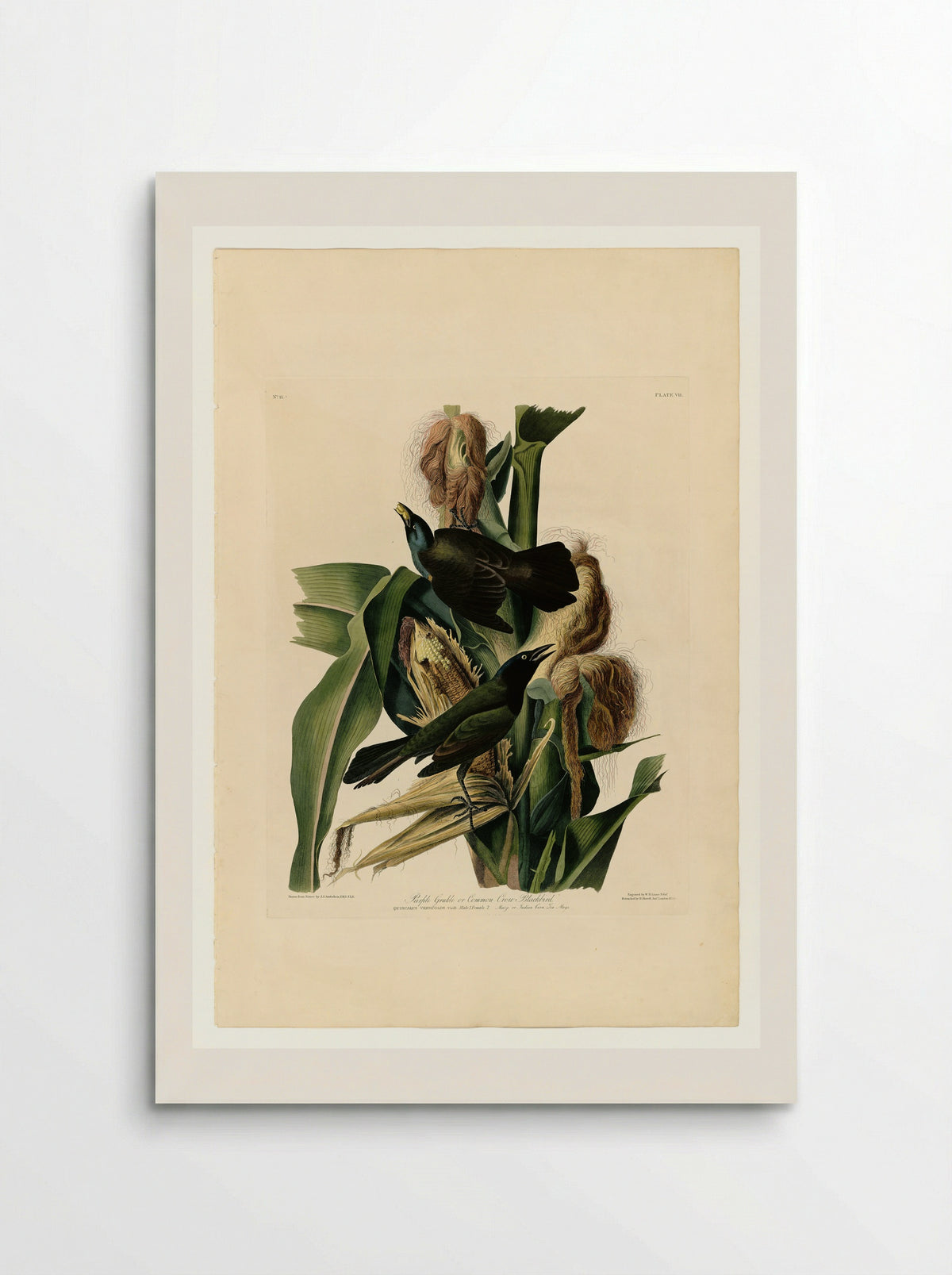 Purple Grackle or Common Crow Blackbird - John James Audubon - Poster