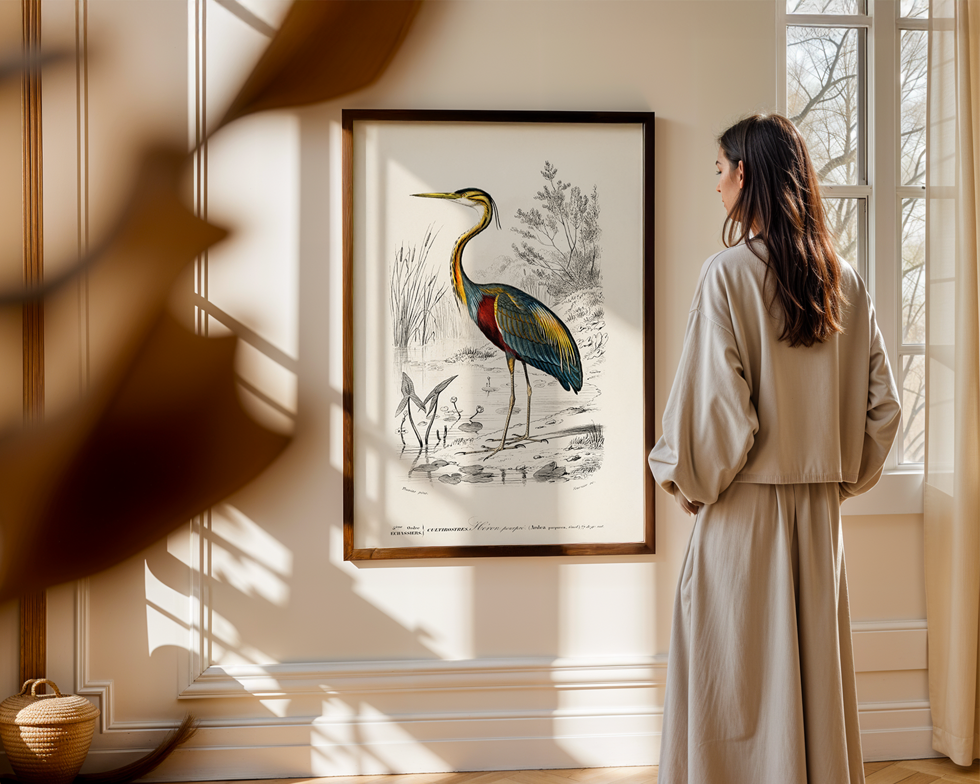 Purple-heron-(Ardea-purpurea)-illustrated-by-Charles-Dessalines-D_-Orbigny_final mockup