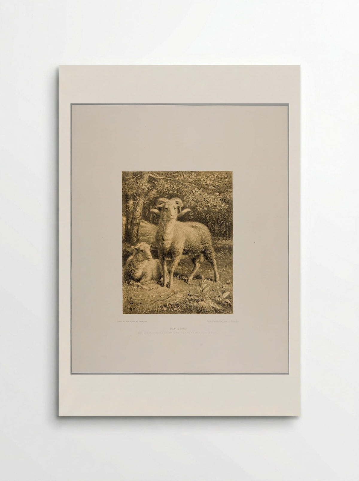 Ram and Ewe - Joseph Foxcroft Cole - Poster