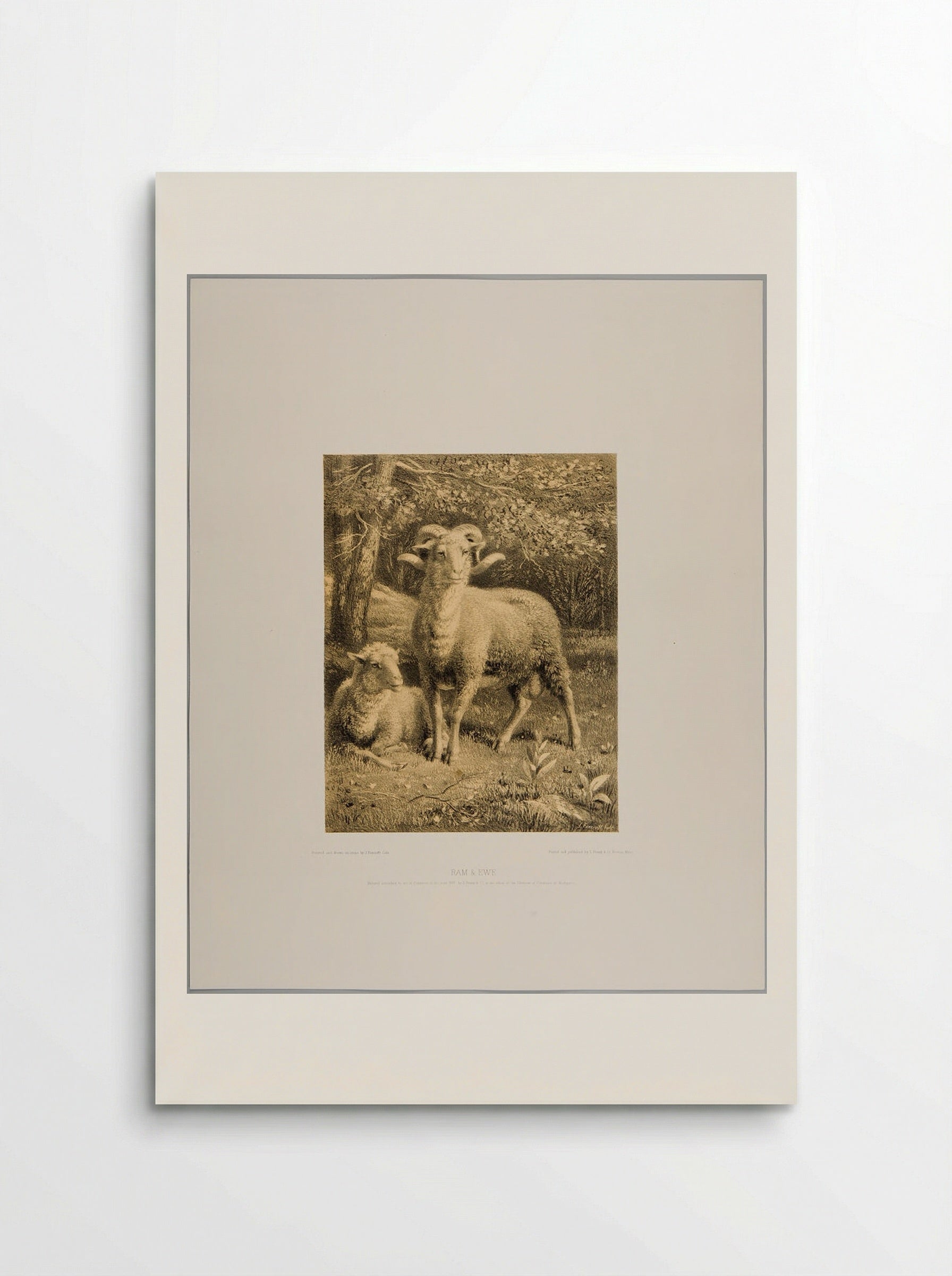 Ram and Ewe - Joseph Foxcroft Cole - Poster