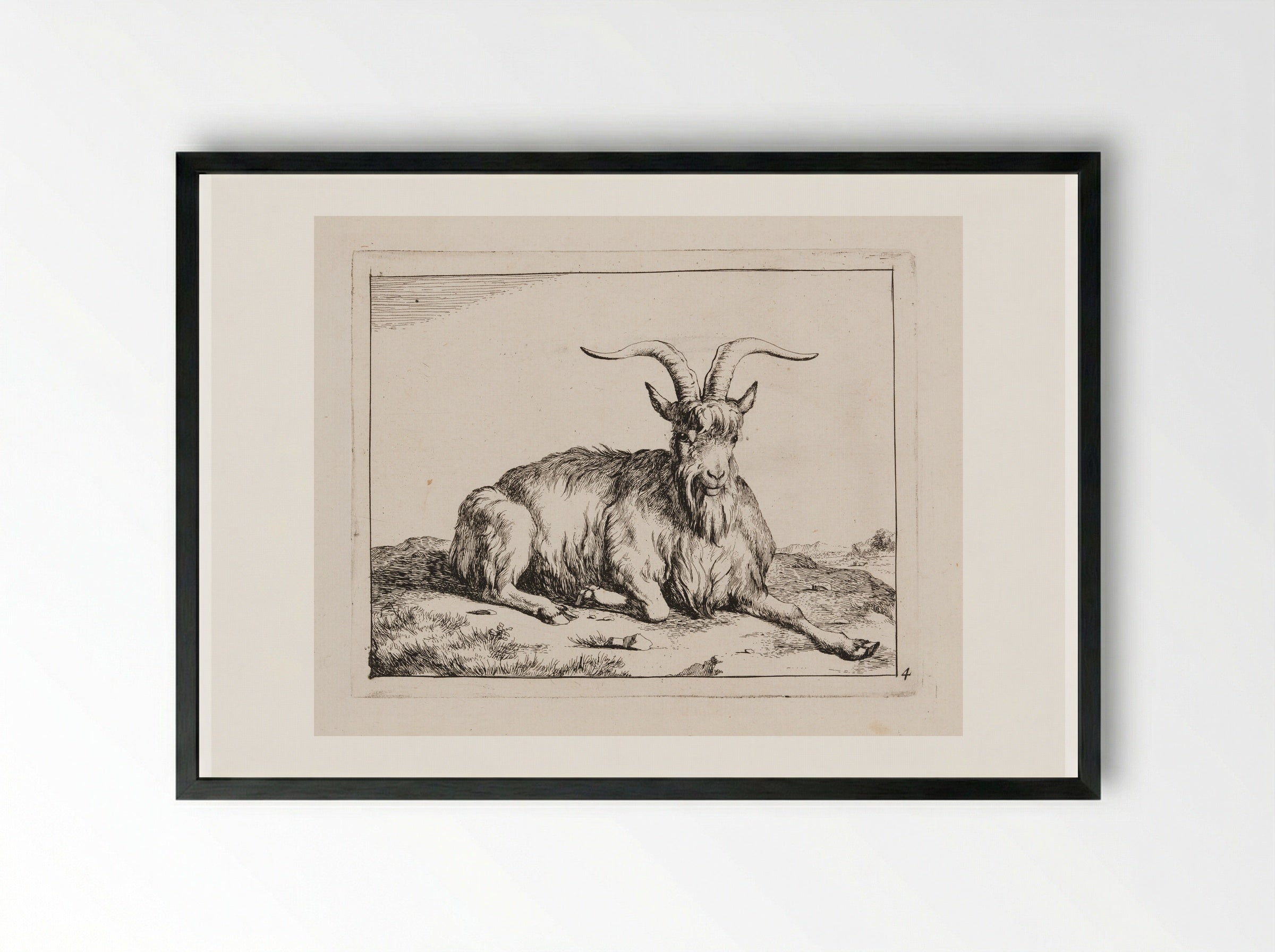 Recumbent Goat, facing forward - Marcus de Bye - Framed Print Black