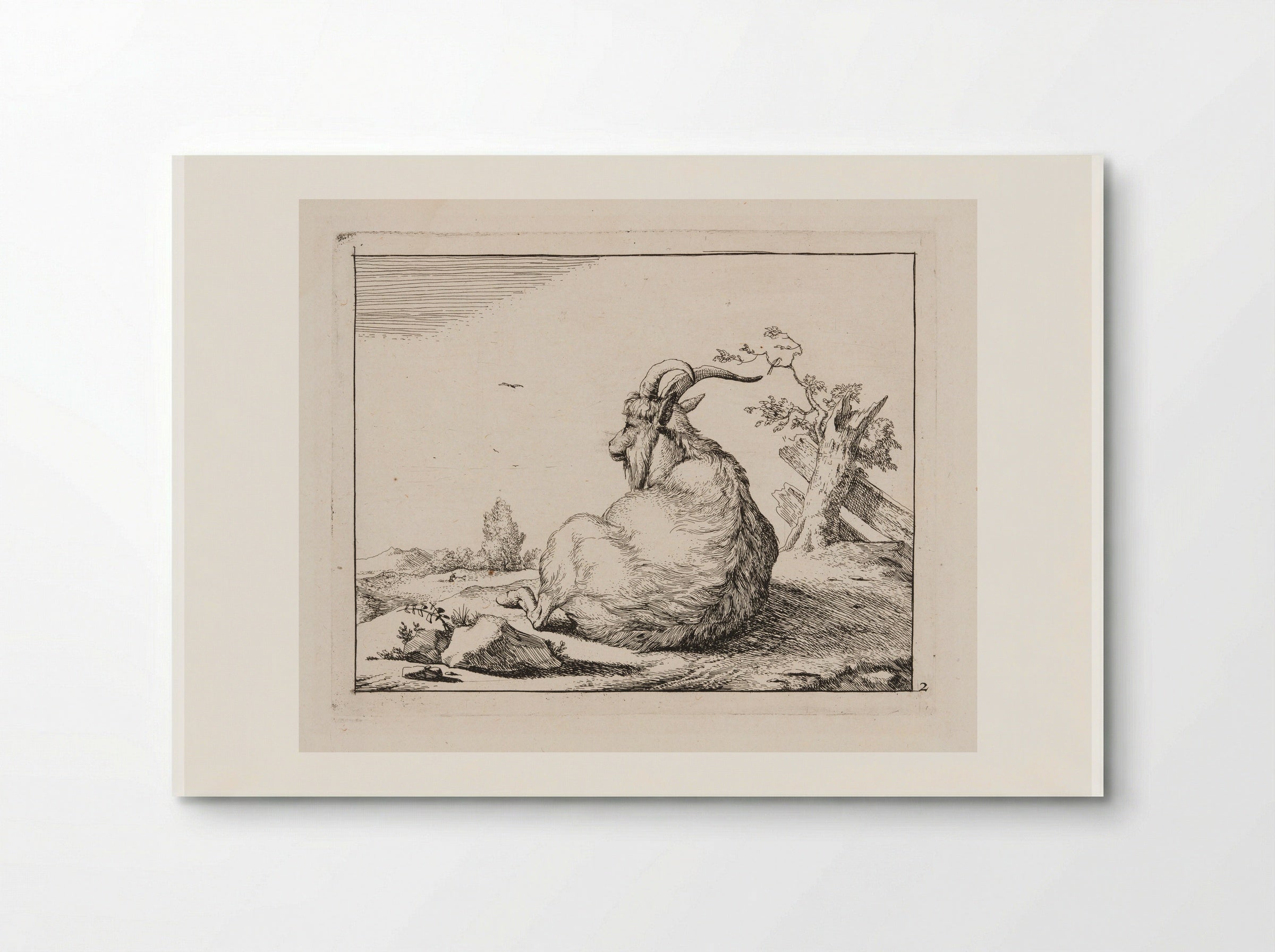 Recumbent Goat, from behind - Marcus de Bye - Poster