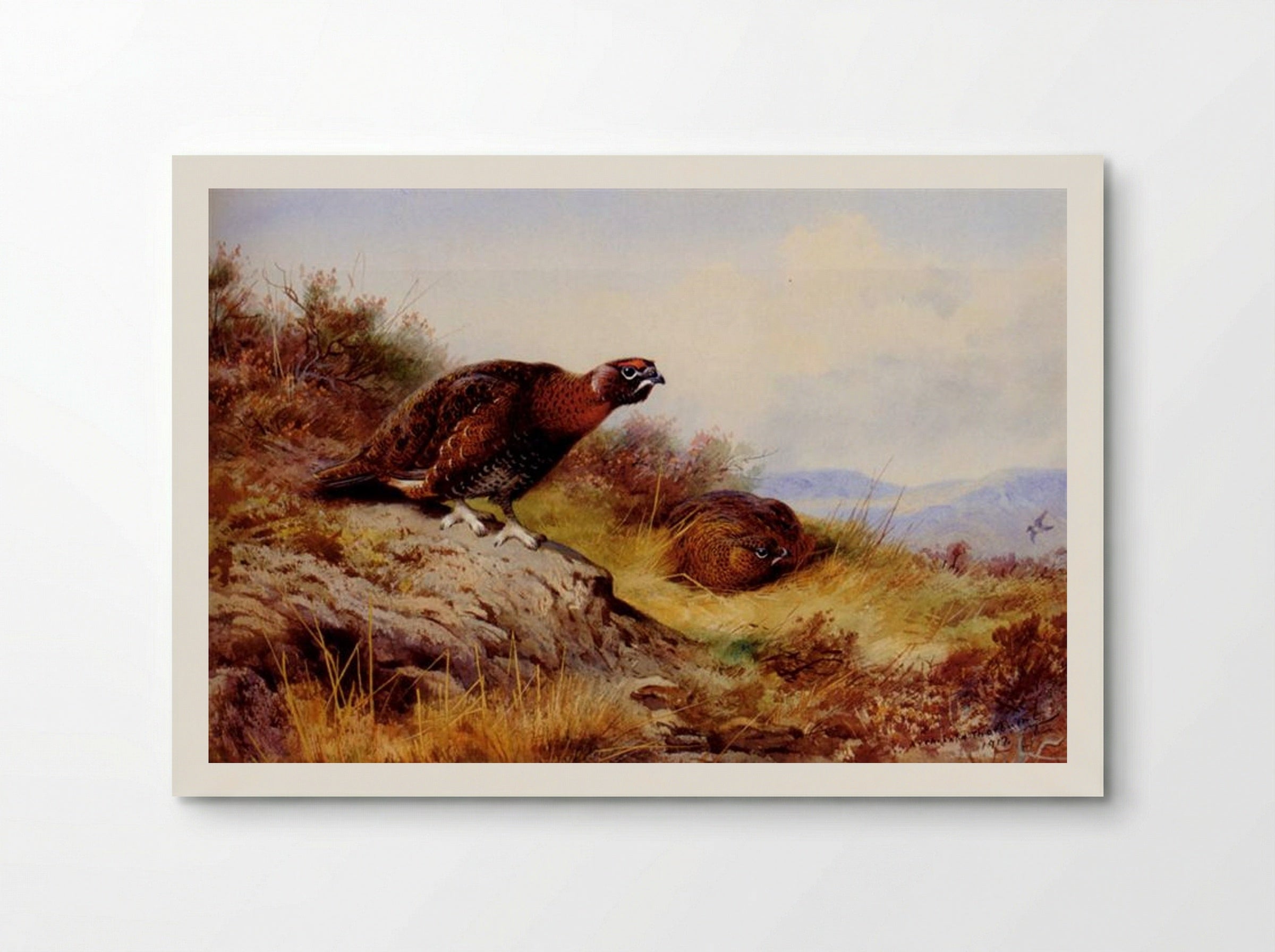 Red Grouse On The Moor - Archibald Thorburn - Poster
