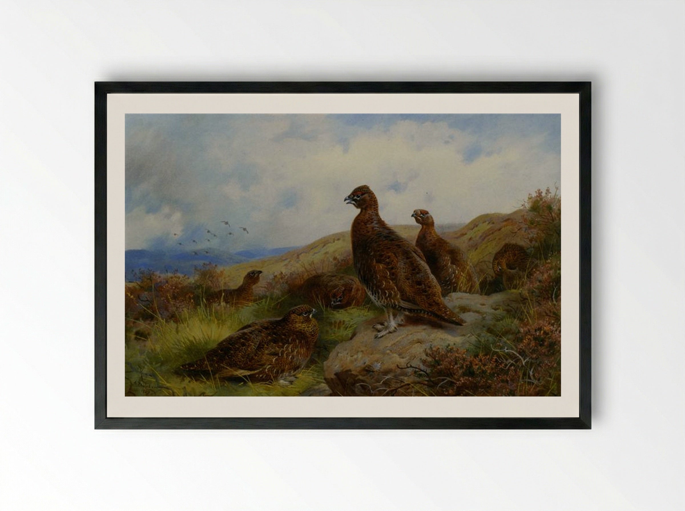 Red Grouse Packing - Archibald Thorburn - Framed Print Black
