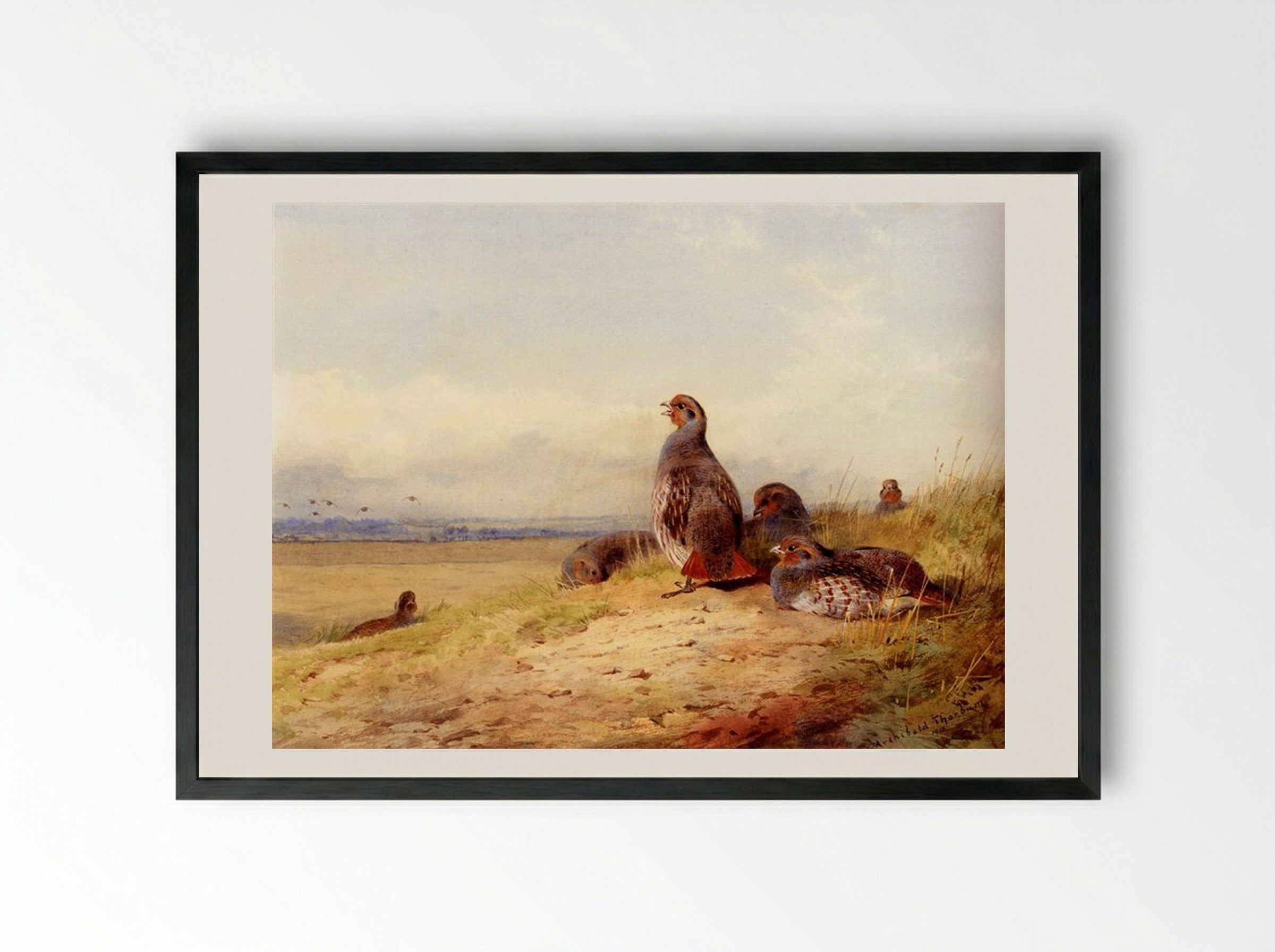 Red Partridges - Archibald Thorburn - Framed Print Black