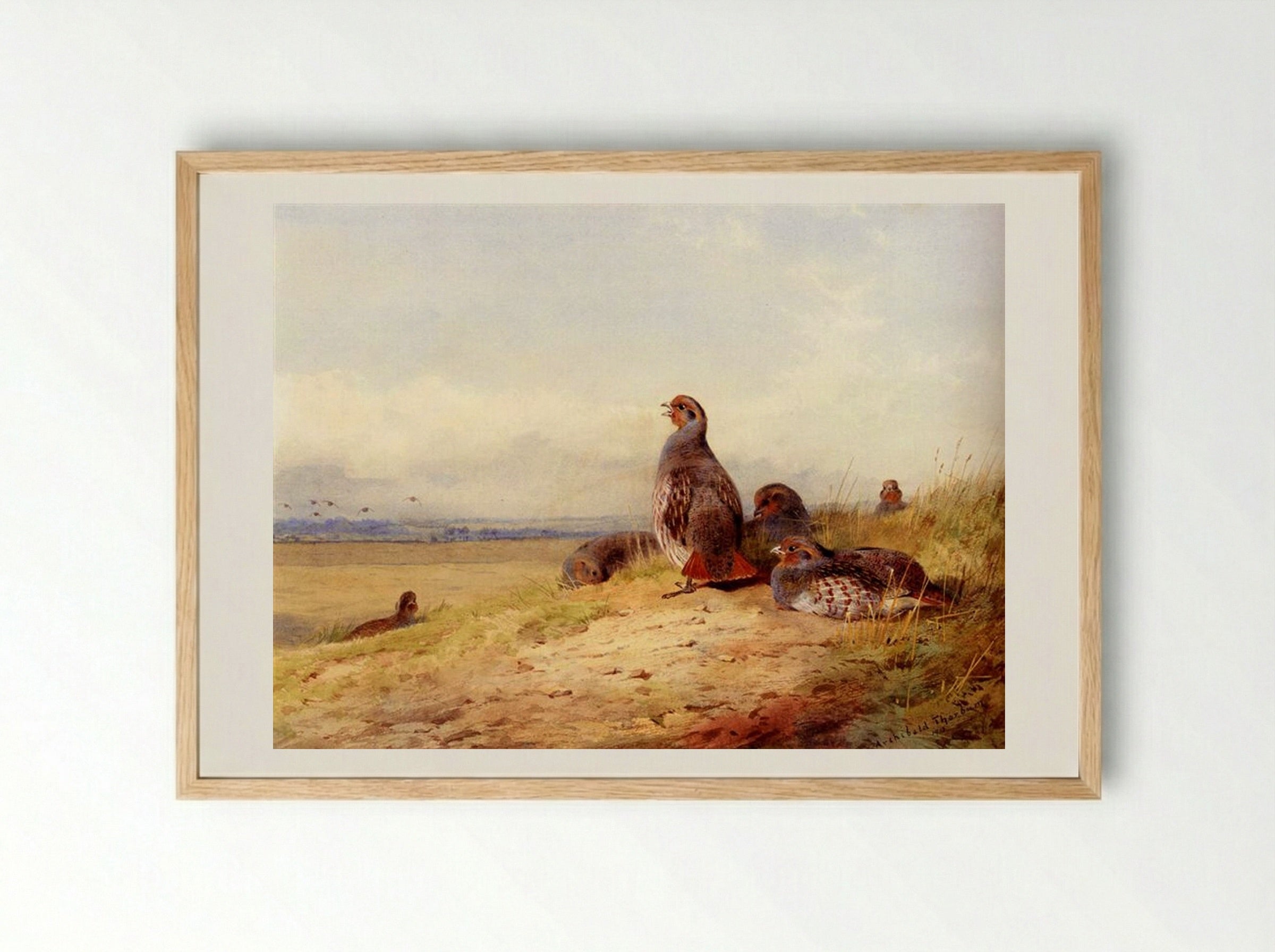 Red Partridges - Archibald Thorburn - Framed Print Wood