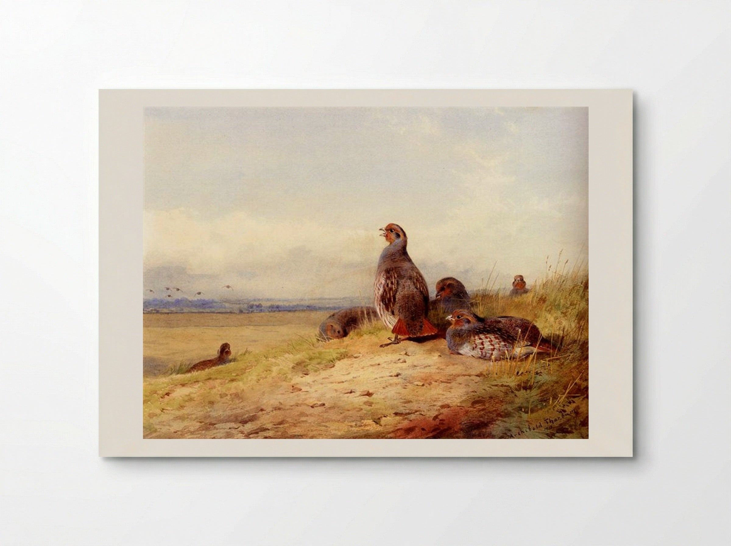 Red Partridges - Archibald Thorburn - Poster