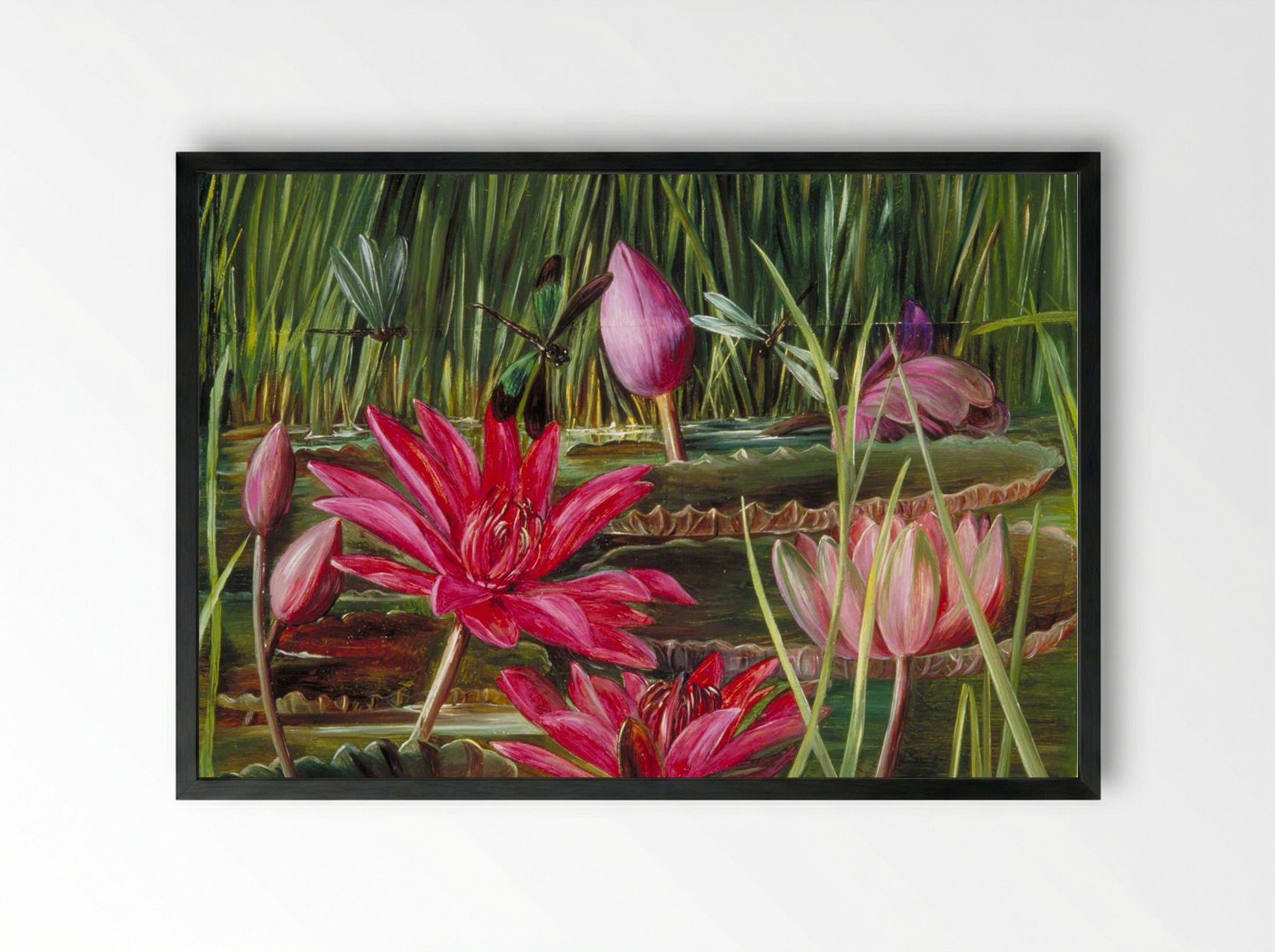 Red Water Lily of Southern India - Marianne North - Framed Print Black