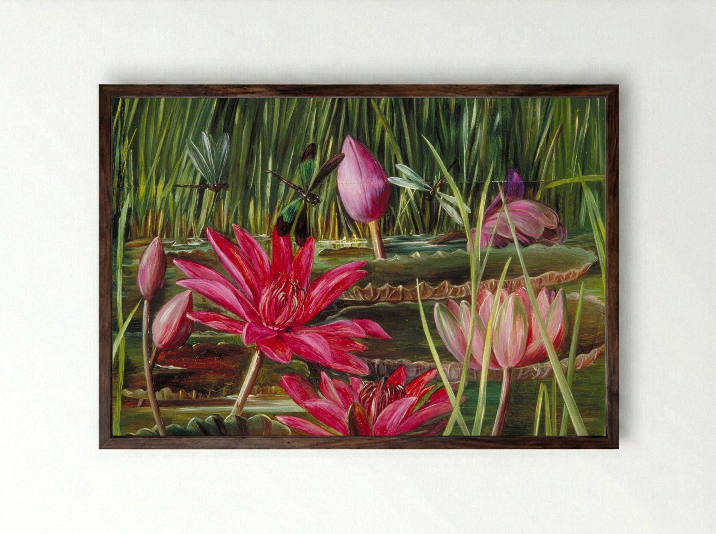 Red Water Lily of Southern India - Marianne North - Framed Print Dark Wood