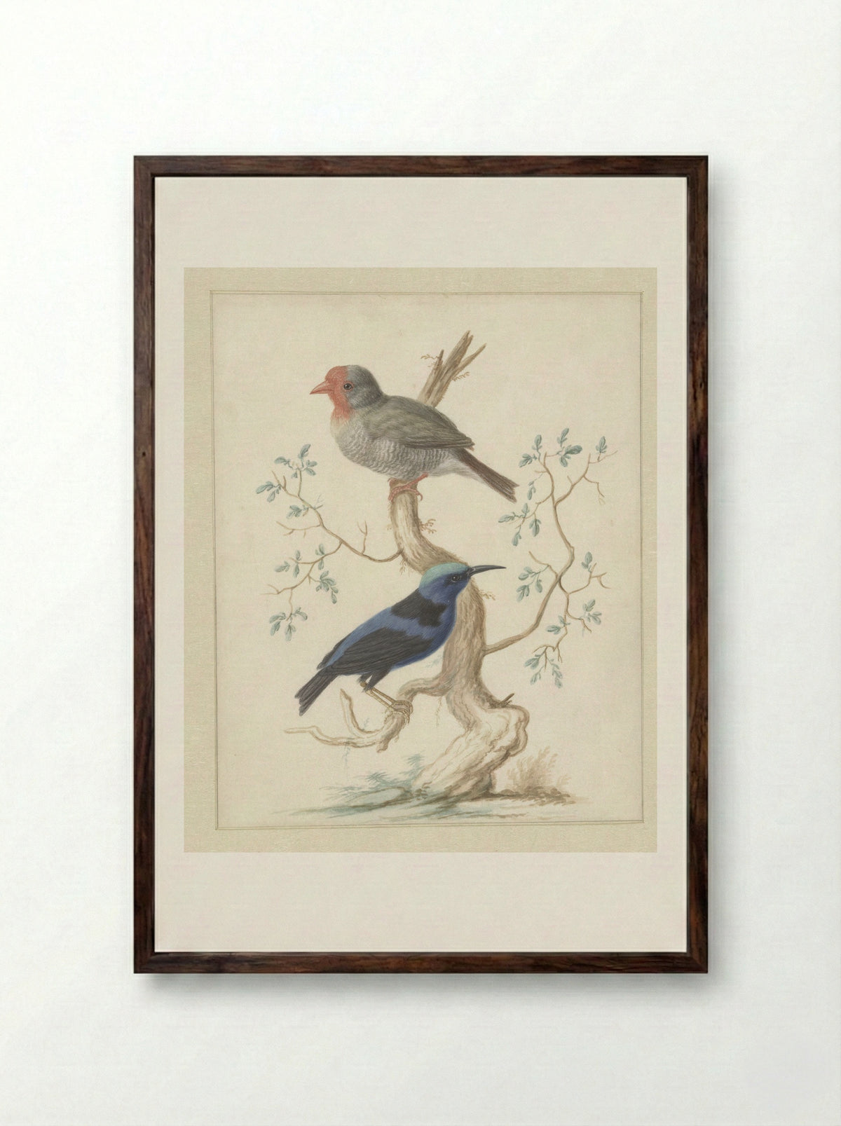 Red-headed Finch and Red-legged Honeycreeper - Johannes Bronkhorst - Framed Print Dark Wood