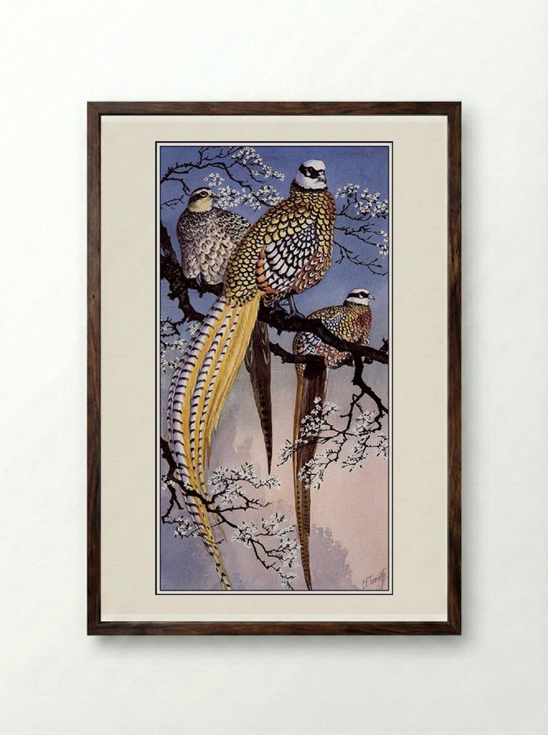 Reeve's Pheasants - Charles Tunnicliffe - Framed Print Dark Wood