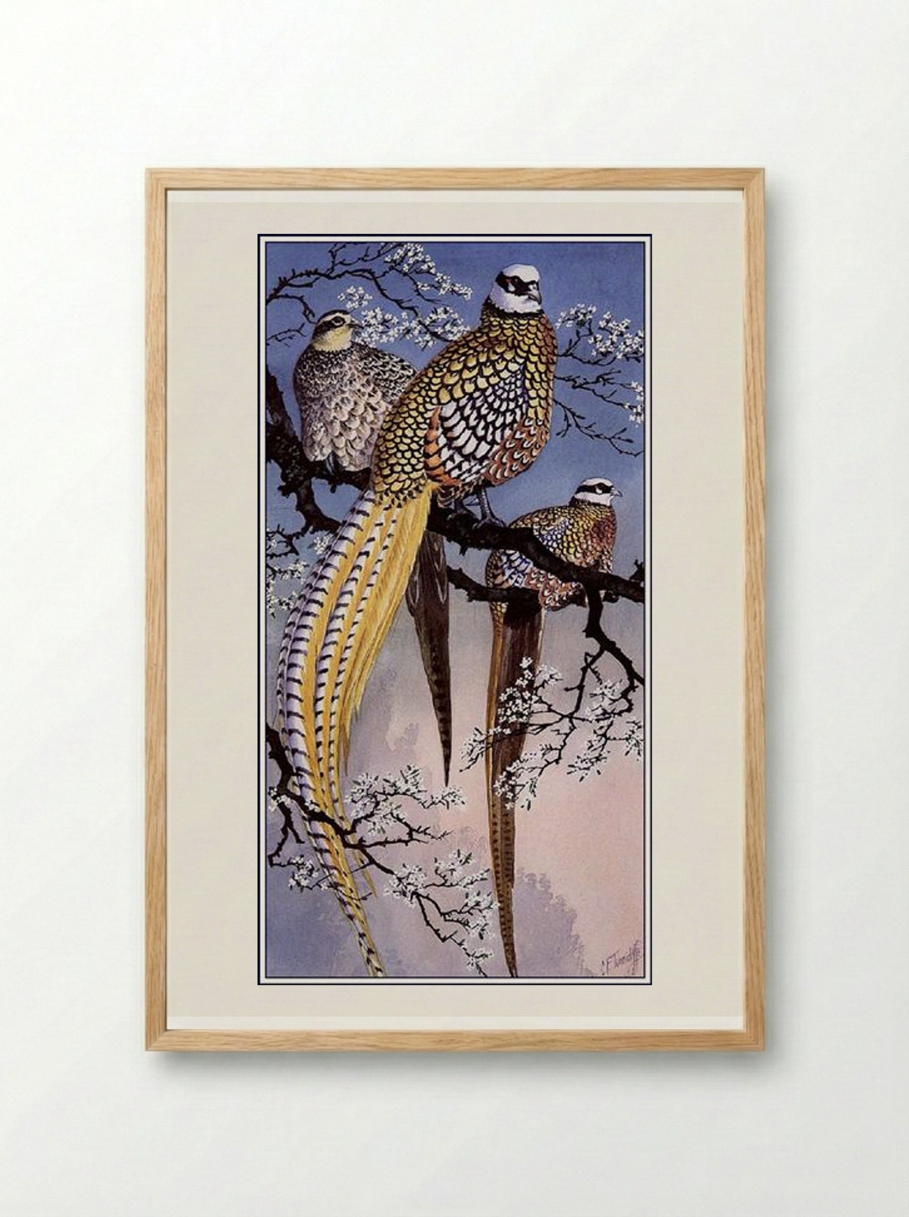 Reeve's Pheasants - Charles Tunnicliffe - Framed Print Wood
