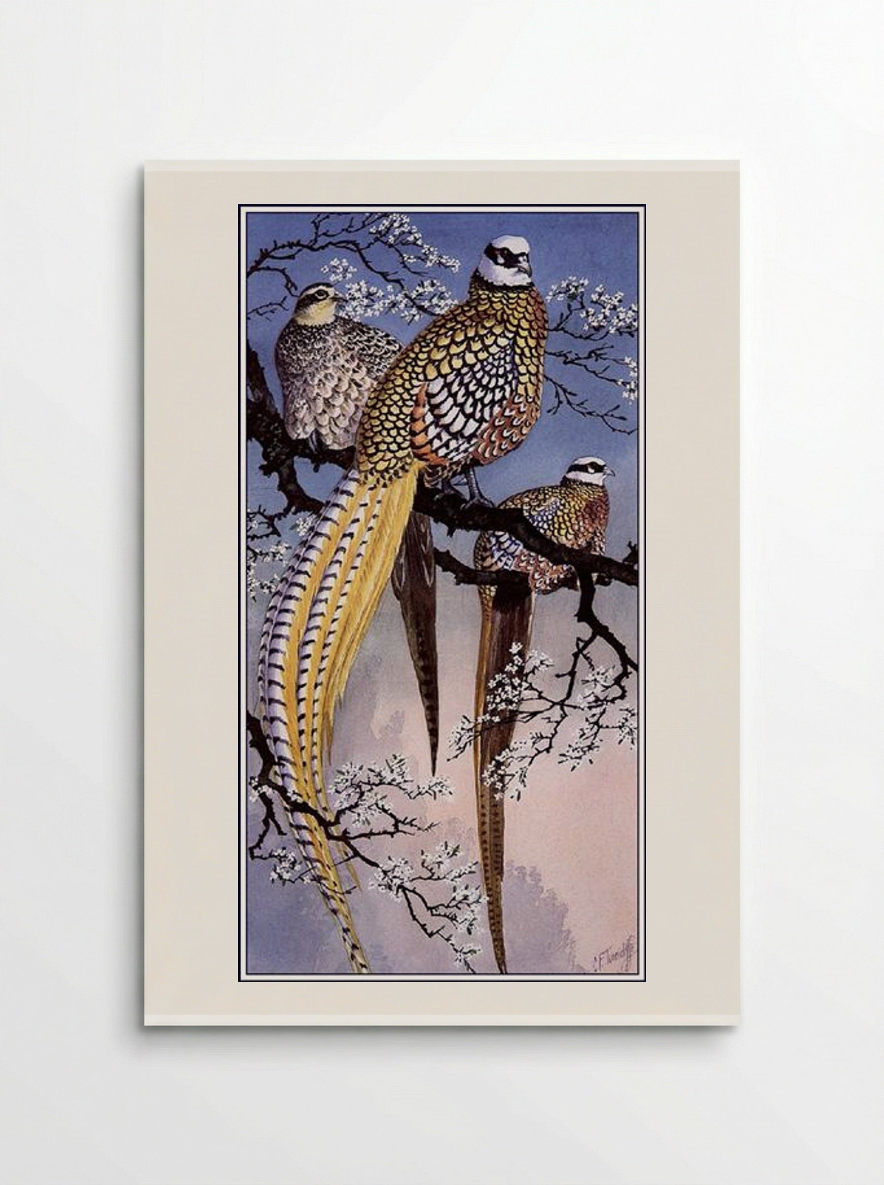 Reeve's Pheasants - Charles Tunnicliffe - Poster