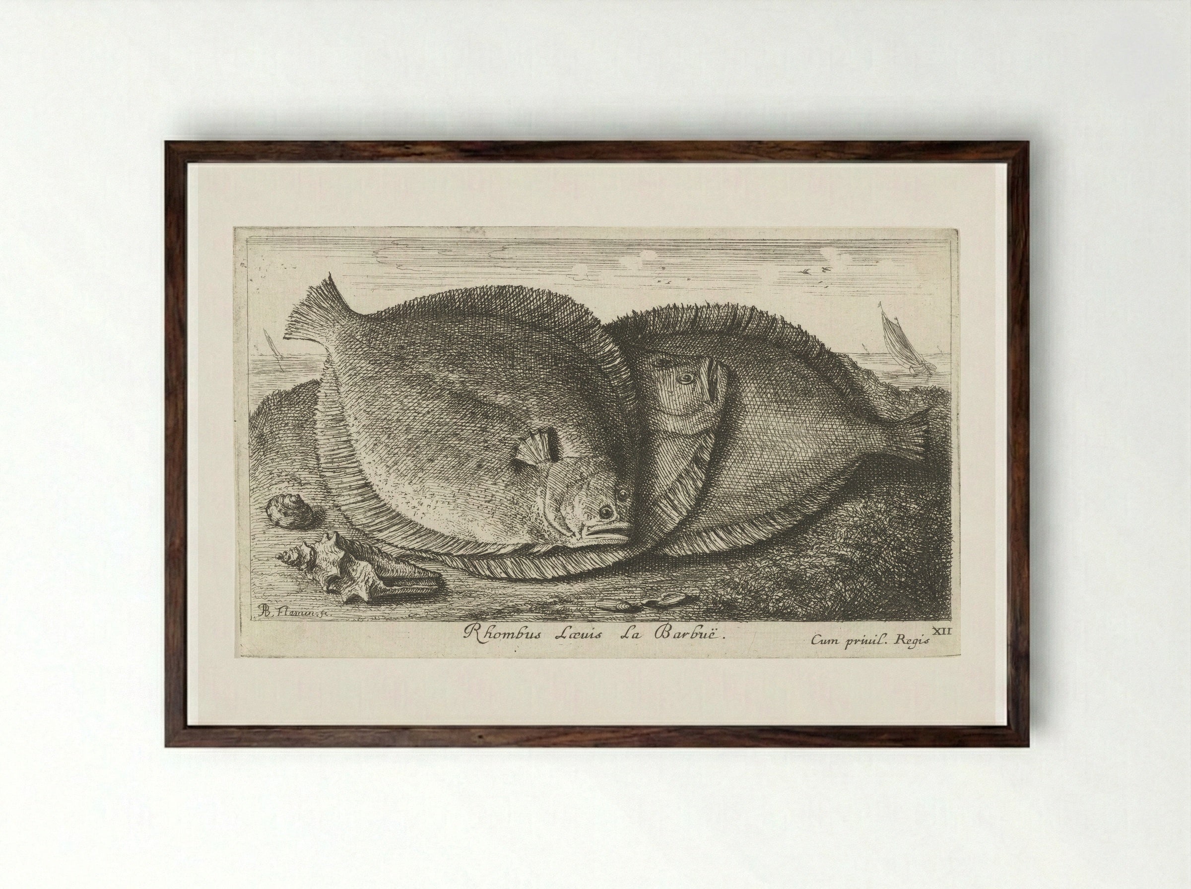 Rhombus Laevis La Barbuë - Jacques van Merlen - Framed Print Dark Wood